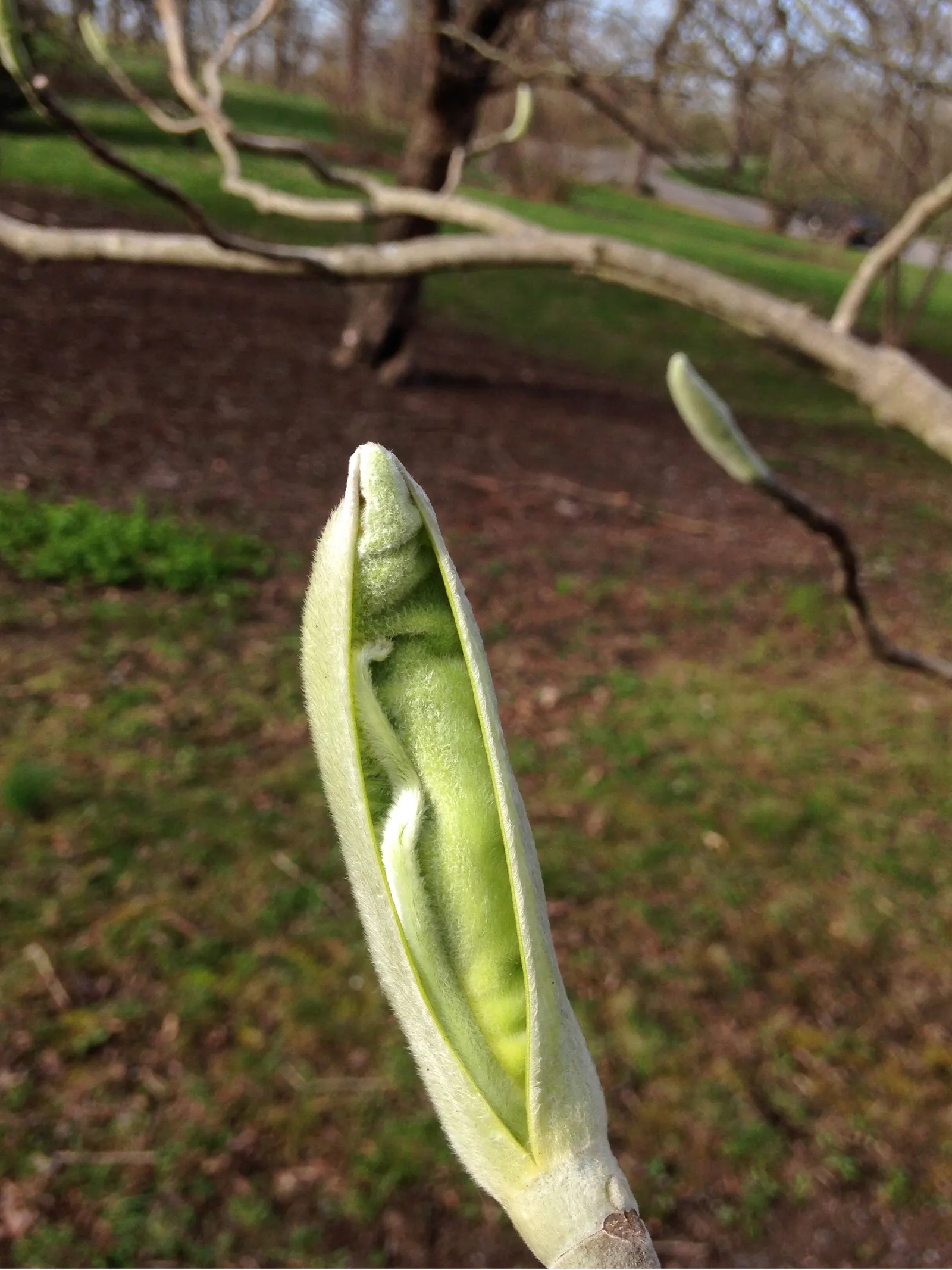 Bigleaf Magnolia (Magnolia Macrophylla) — coupled with its extraordinary leaves and flowers