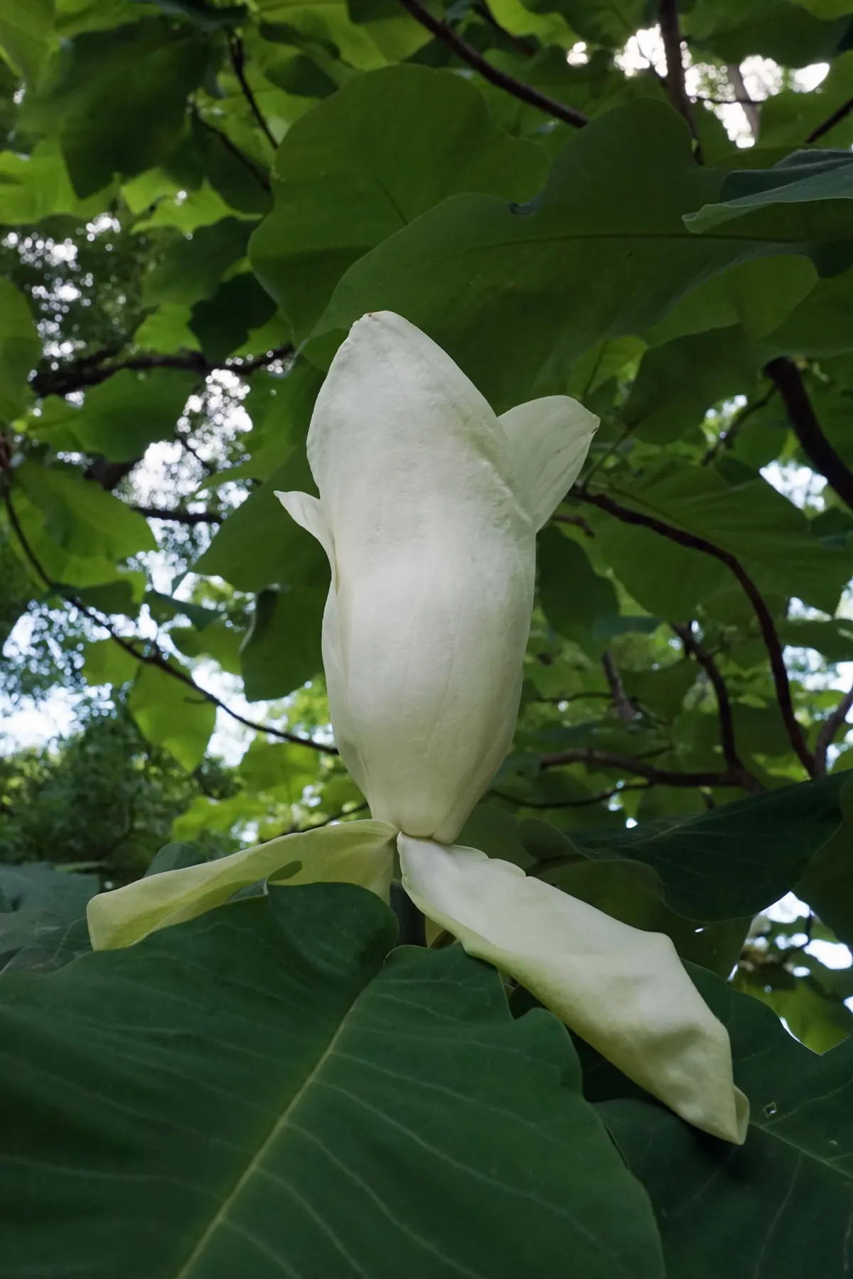 Bigleaf Magnolia (Magnolia Macrophylla) — Native to the southeastern United States; reaching an impressive 20 to 30 inches in length and up to 12 inches wide