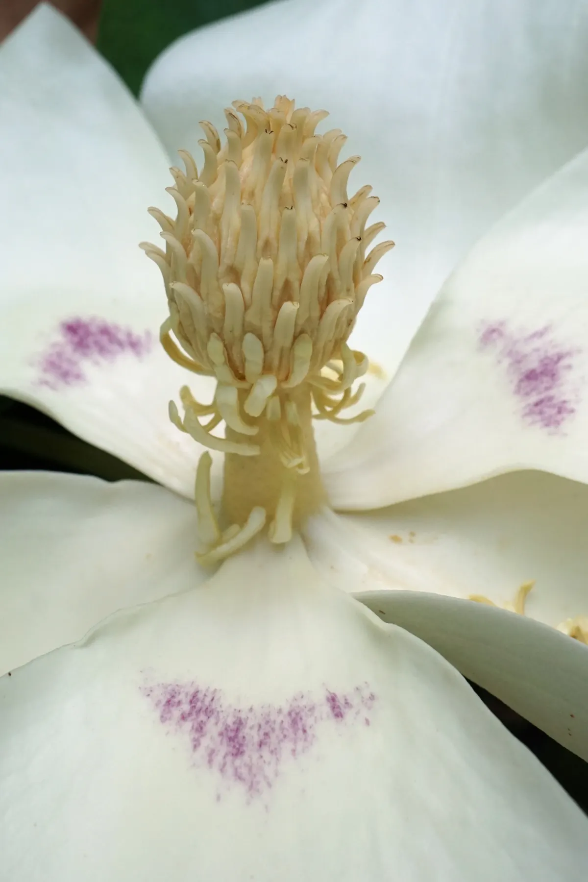 Bigleaf Magnolia (Magnolia Macrophylla) — and while it enjoys full sun to part shade; fragrant white blossoms spanning 8-10 inches across, image 66