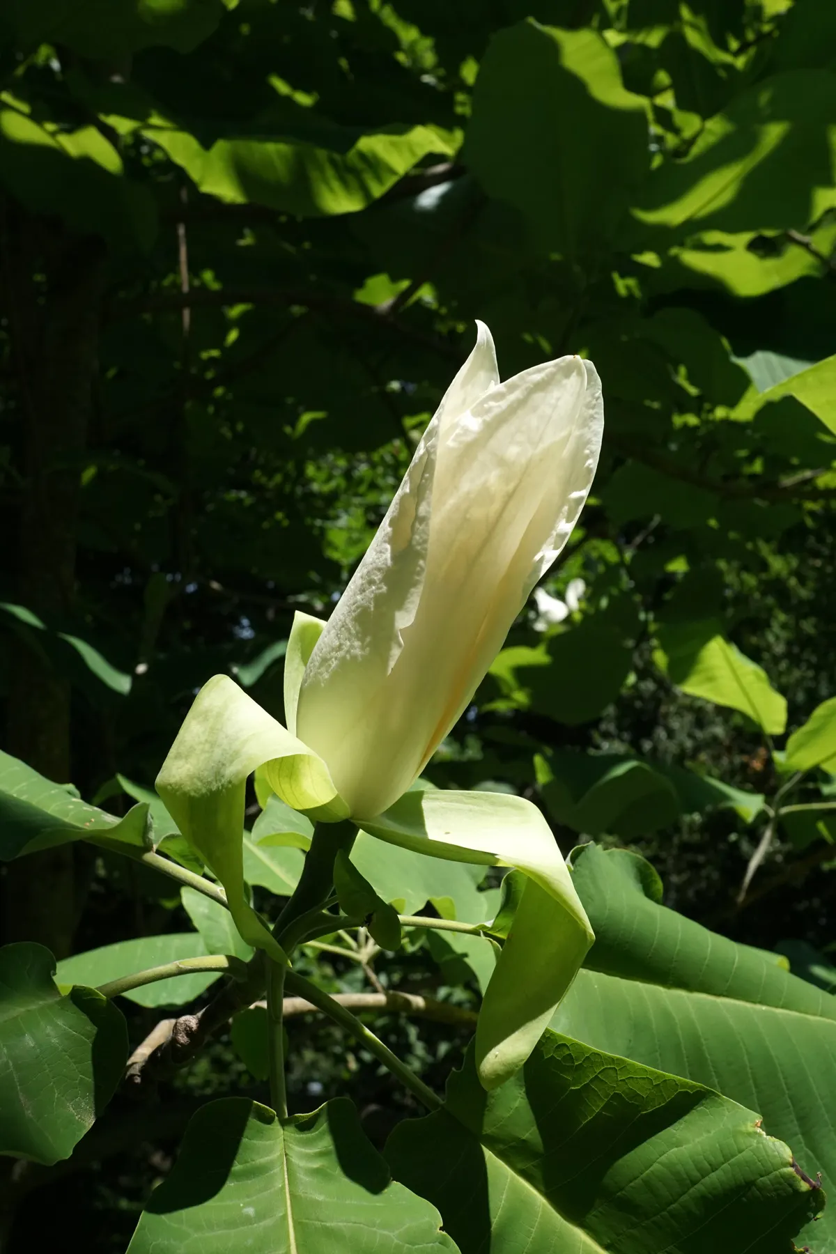 Bigleaf Magnolia (Magnolia Macrophylla) — The Bigleaf Magnolia prefers well-drained; coupled with its extraordinary leaves and flowers, image 65