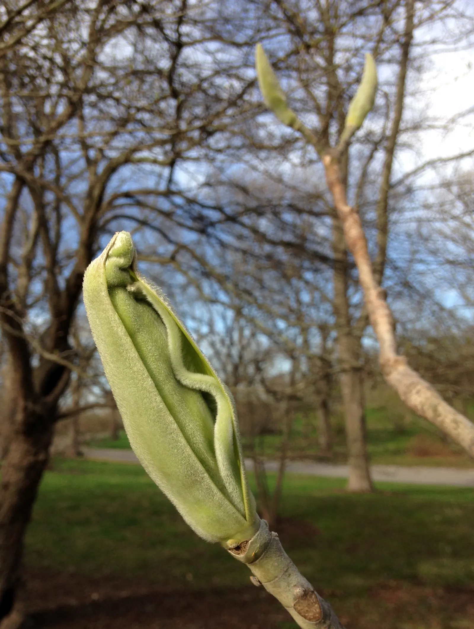 Bigleaf Magnolia (Magnolia Macrophylla) — shrub / tree with yellow blooms; these blossoms can be as large as 8 to 14 inches across, further, image 71