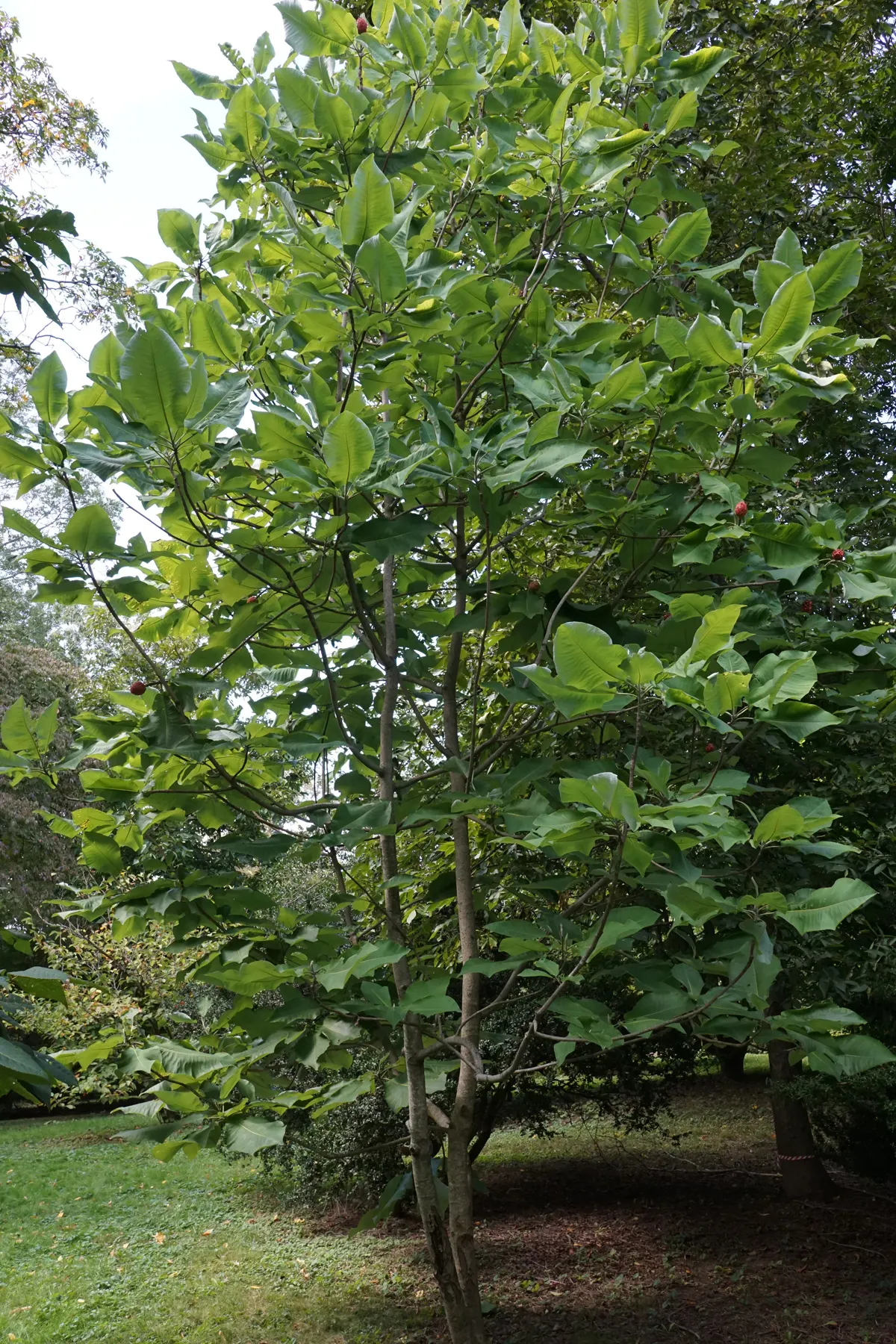 Bigleaf Magnolia (Magnolia Macrophylla) — yellow flowers in the garden; the Bigleaf Magnolia (Magnolia macrophylla) is a striking specimen