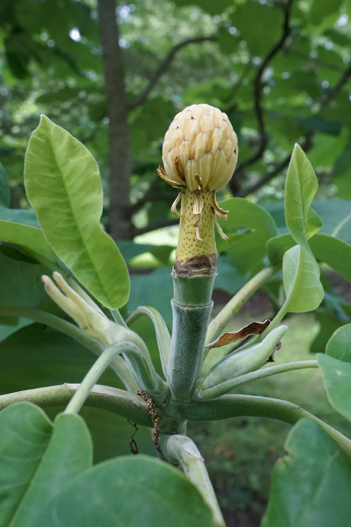 Bigleaf Magnolia (Magnolia Macrophylla) — This deciduous tree reaches heights of 30-40 feet with a spread of 20-30 feet; bigleaf Magnolia (Magnolia macrophylla)