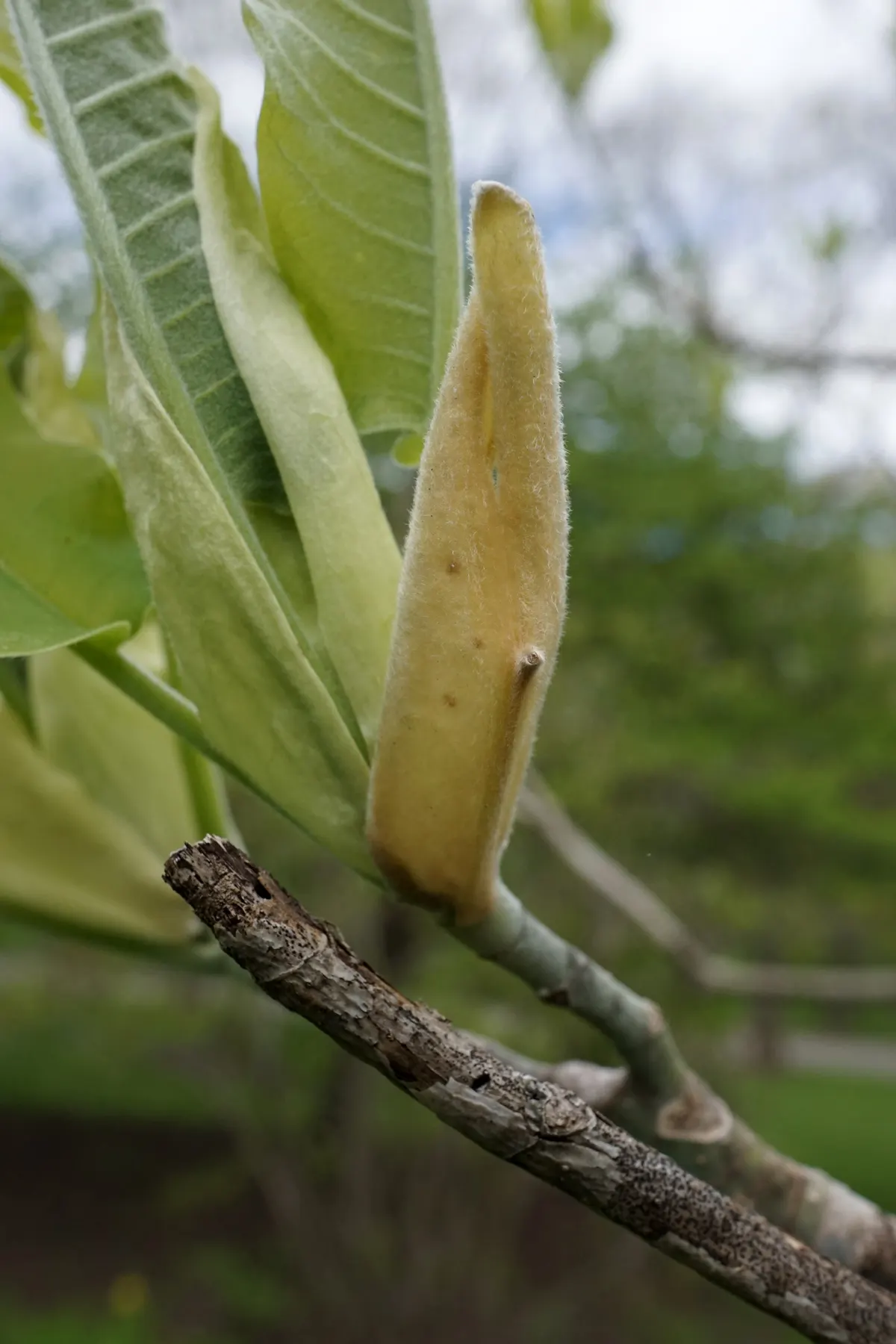 Bigleaf Magnolia (Magnolia Macrophylla) — Bigleaf Magnolia (Magnolia macrophylla); this deciduous tree reaches heights of 30-40 feet with a spread of 20-30 feet