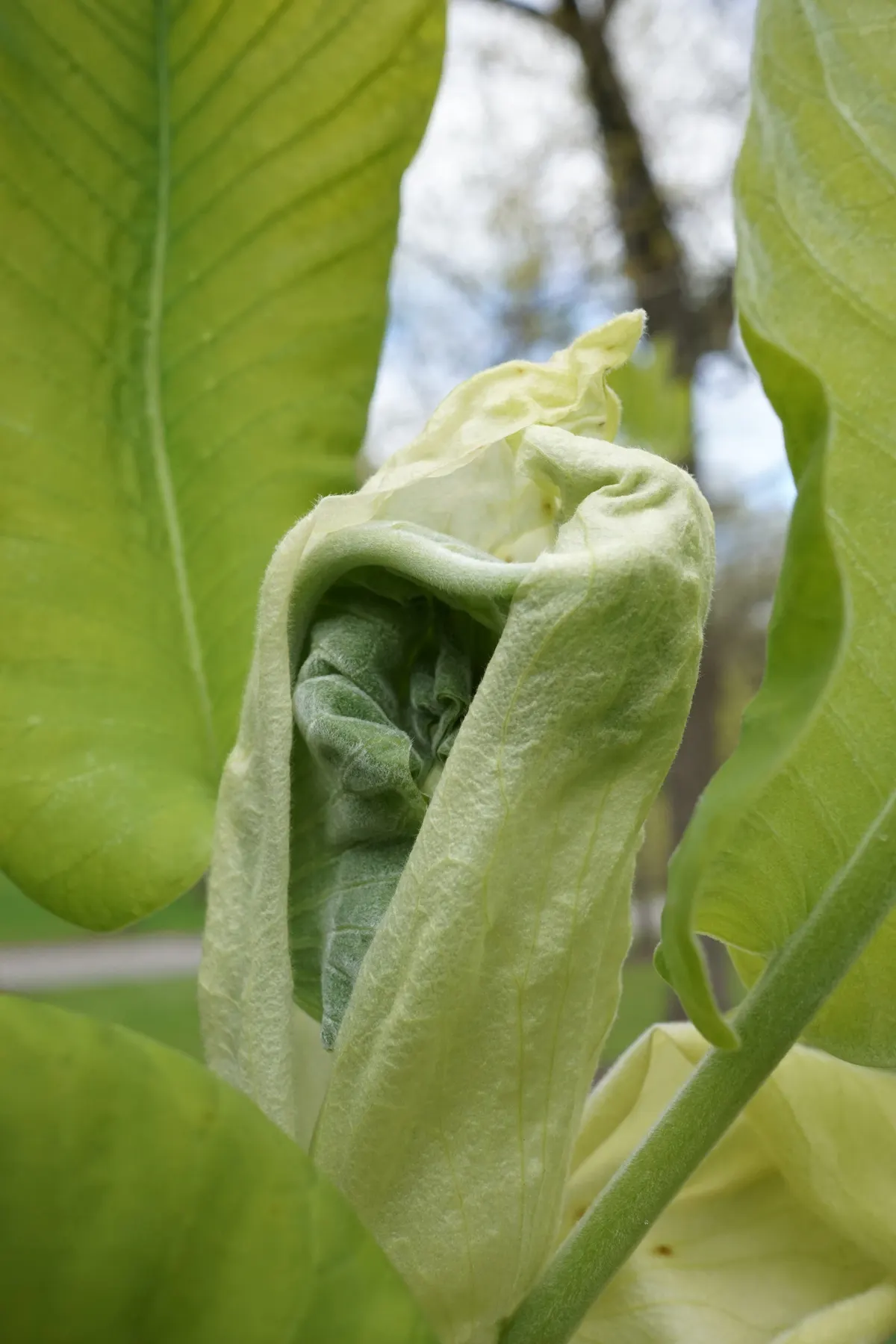 Bigleaf Magnolia (Magnolia Macrophylla) — the Bigleaf Magnolia can reach a height of 30 to 40 feet with a canopy spread of 15 to 30 feet; its striking foliage