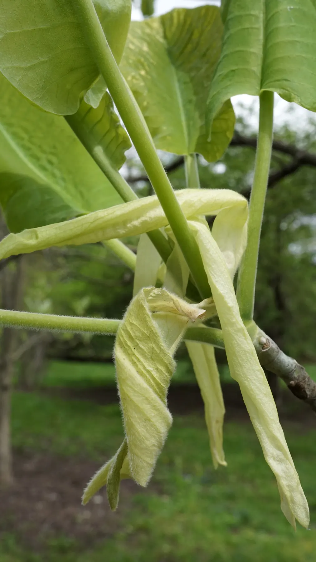 Bigleaf Magnolia (Magnolia Macrophylla) — These blossoms can be as large as 8 to 14 inches across, further contributing to the tree's dramatic flair; shrub /