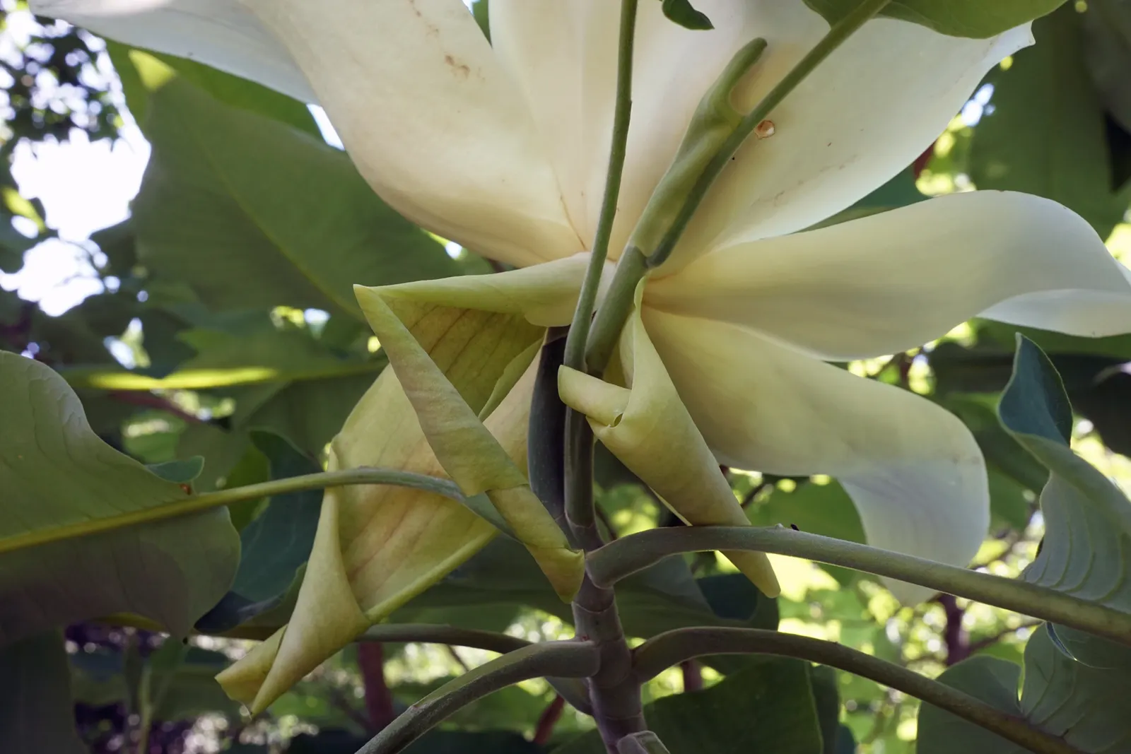 Bigleaf Magnolia (Magnolia Macrophylla) — Its striking foliage and summer blooms make it a focal point in large gardens and landscape designs; the, image 78