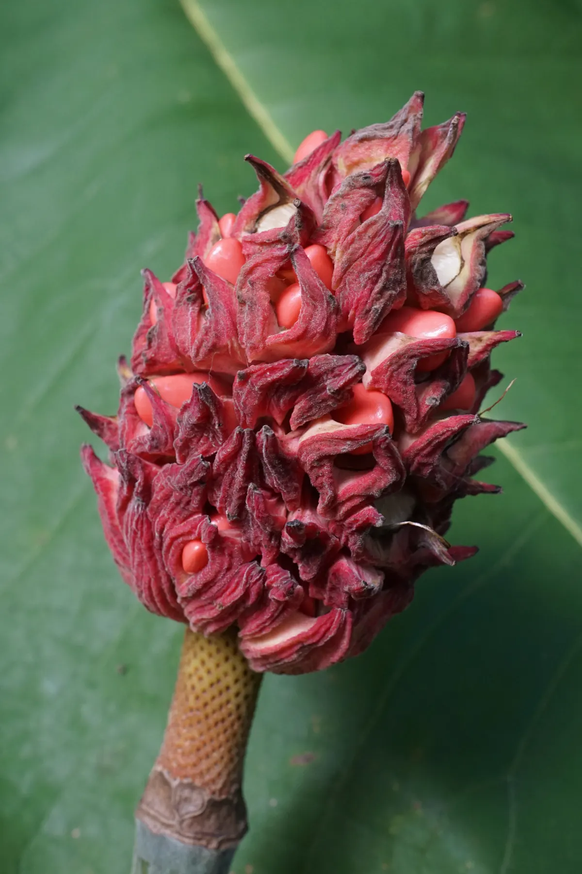 Bigleaf Magnolia (Magnolia Macrophylla) — well-suited for a focal point in a spacious landscape design