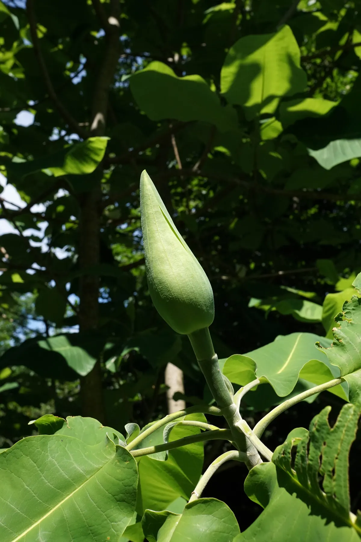 Bigleaf Magnolia (Magnolia Macrophylla) — the Bigleaf Magnolia can reach a height of 30 to 40 feet with a canopy spread of 15 to 30 feet