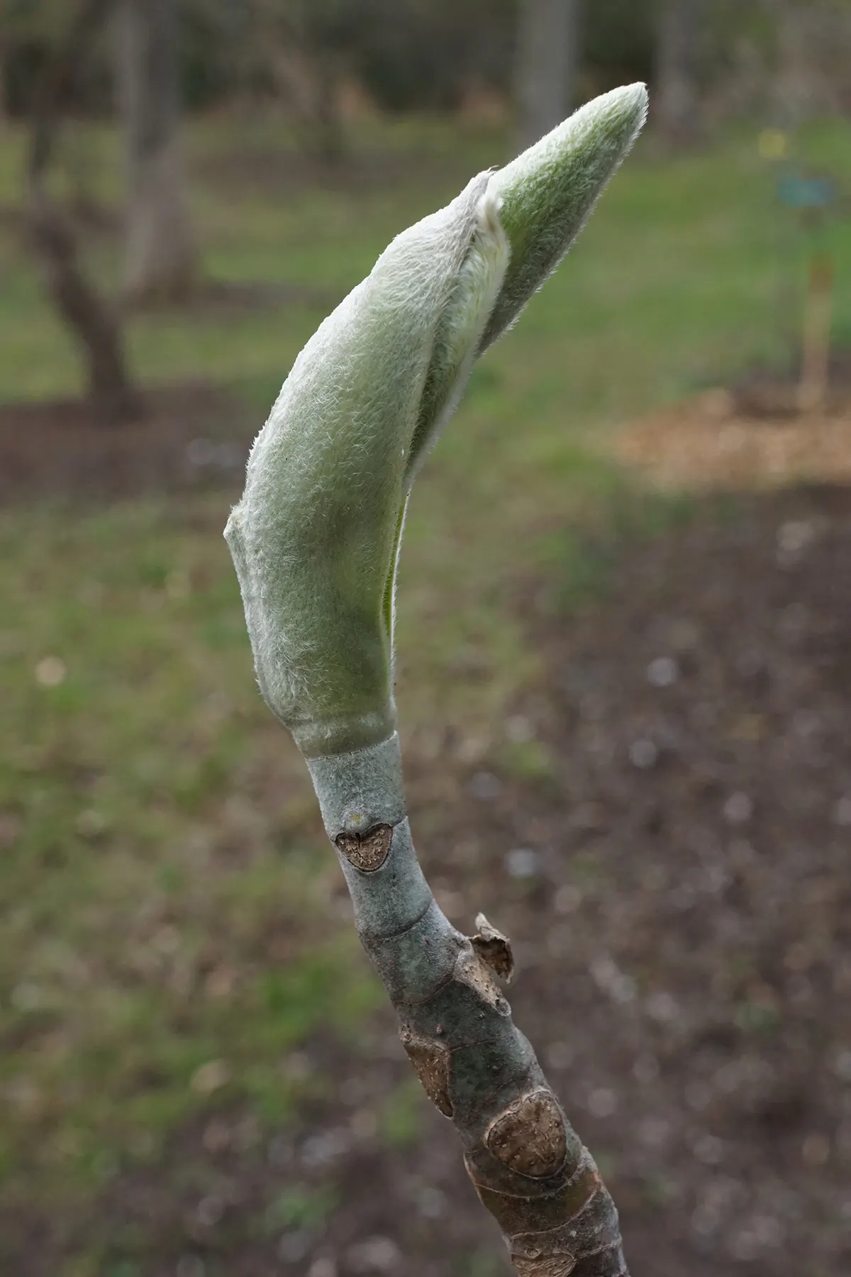 Bigleaf Magnolia (Magnolia Macrophylla) — fragrant white blossoms spanning 8-10 inches across; and while it enjoys full sun to part shade, image 51