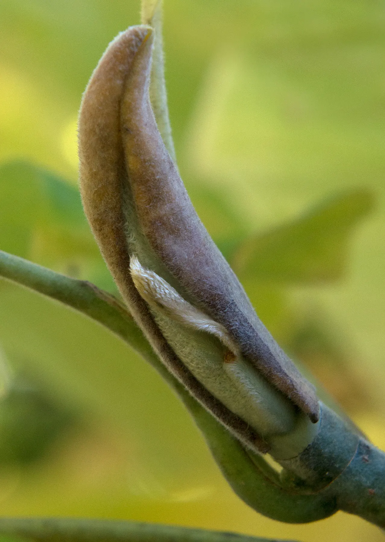Bigleaf Magnolia (Magnolia Macrophylla) — Prefers moist, well-drained soil in part shade; well-suited for a focal point in a spacious landscape, image 53