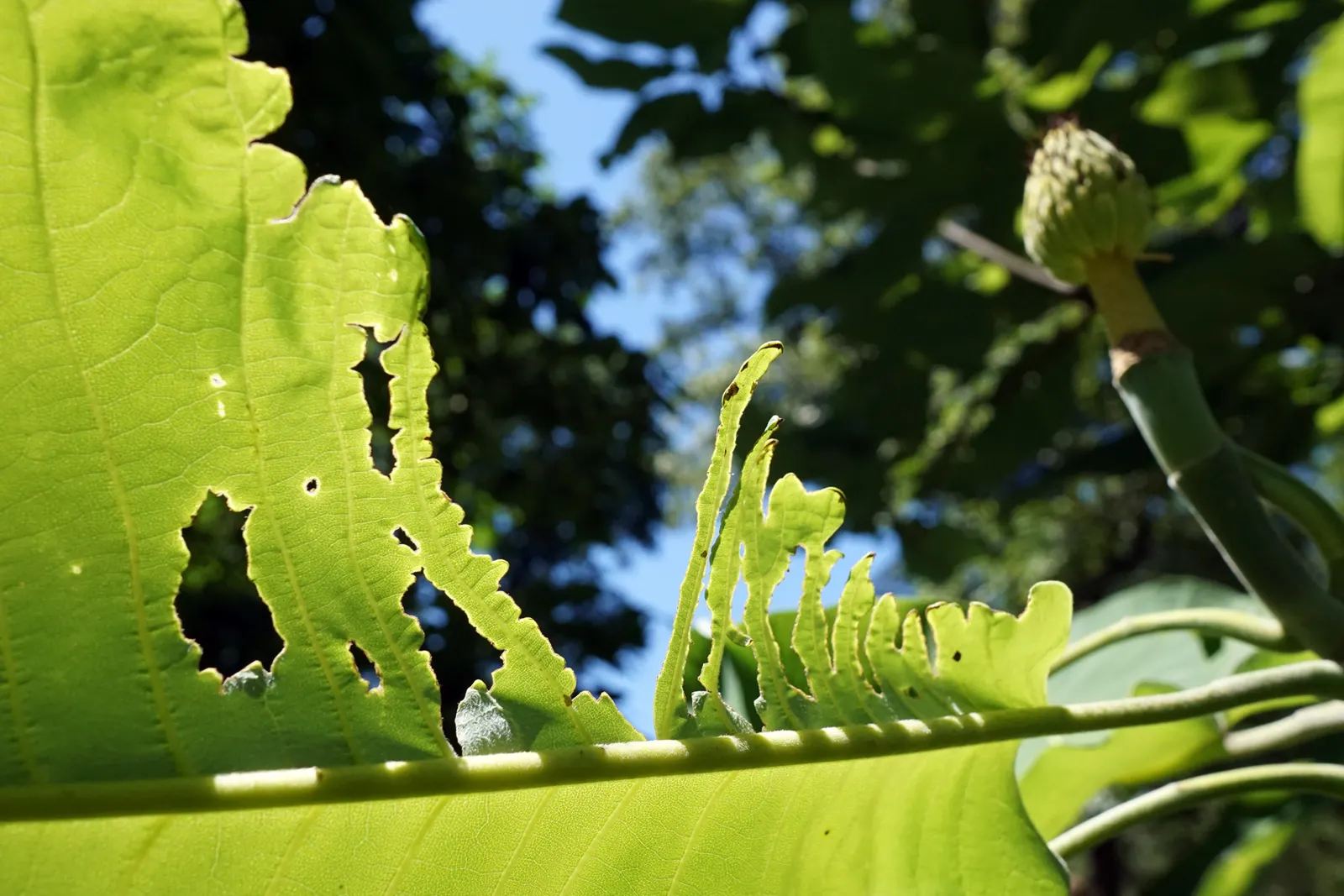 Bigleaf Magnolia (Magnolia Macrophylla) — monumental in its presence