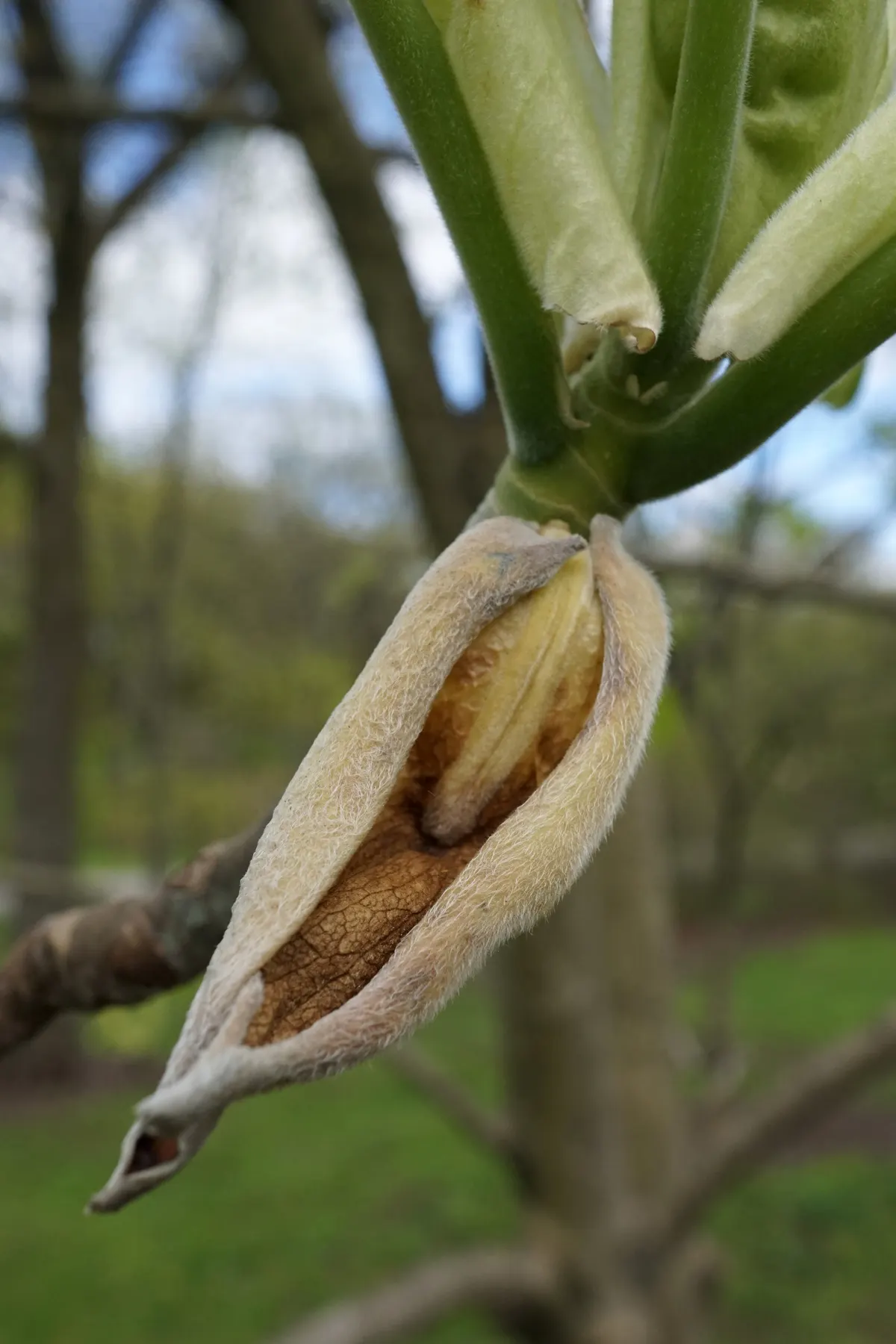 Bigleaf Magnolia (Magnolia Macrophylla) — This deciduous tree reaches heights of 30-40 feet with a spread of 20-30 feet; bigleaf Magnolia (Magnolia, image 52