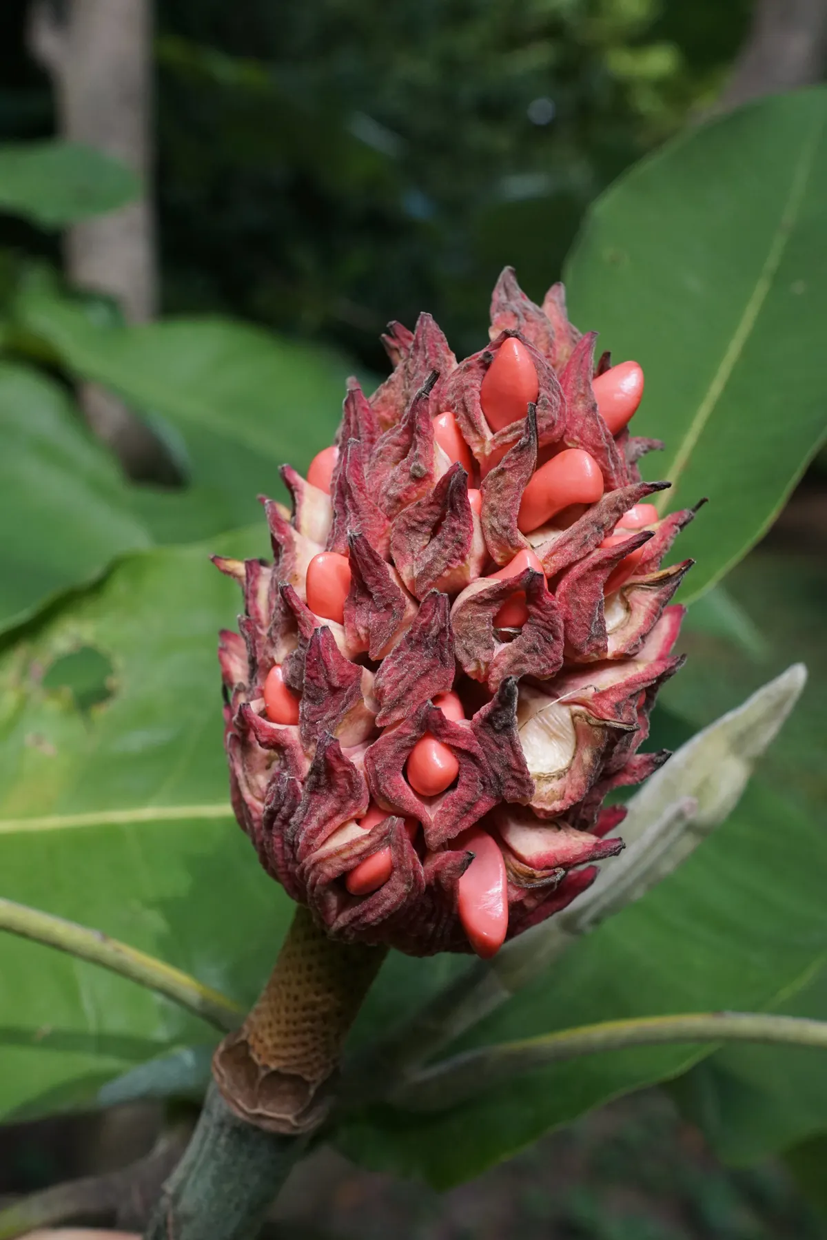 Bigleaf Magnolia (Magnolia Macrophylla) — make it an ideal choice for clients seeking a dramatic and unique landscape element; shrub / tree for, image 93