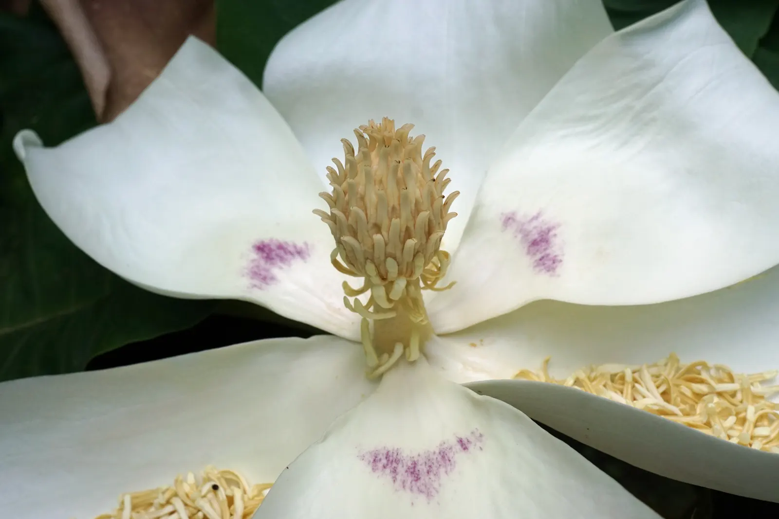 Bigleaf Magnolia (Magnolia Macrophylla) — Native to the southeastern United States