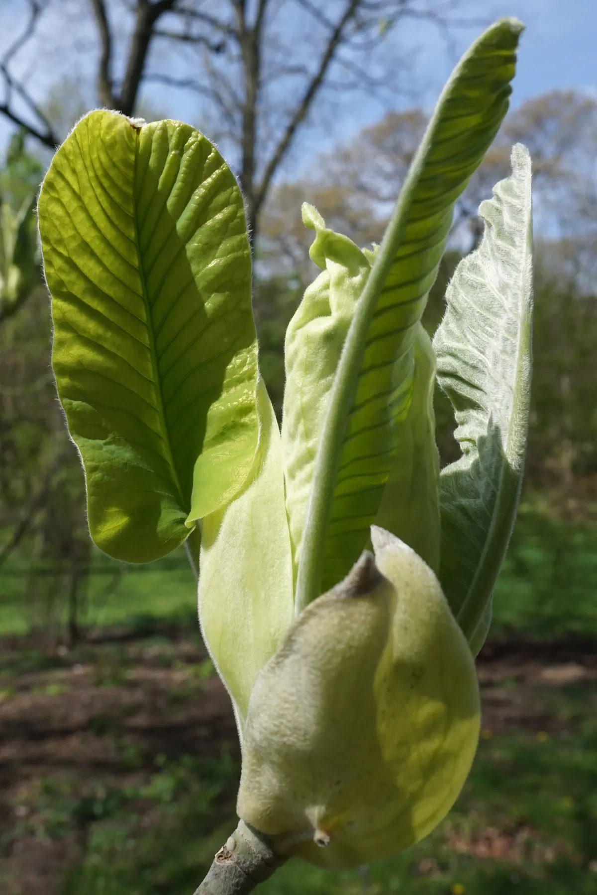 Bigleaf Magnolia (Magnolia Macrophylla) — The Bigleaf Magnolia (Magnolia macrophylla) is a striking specimen; yellow flowers in the garden, image 55