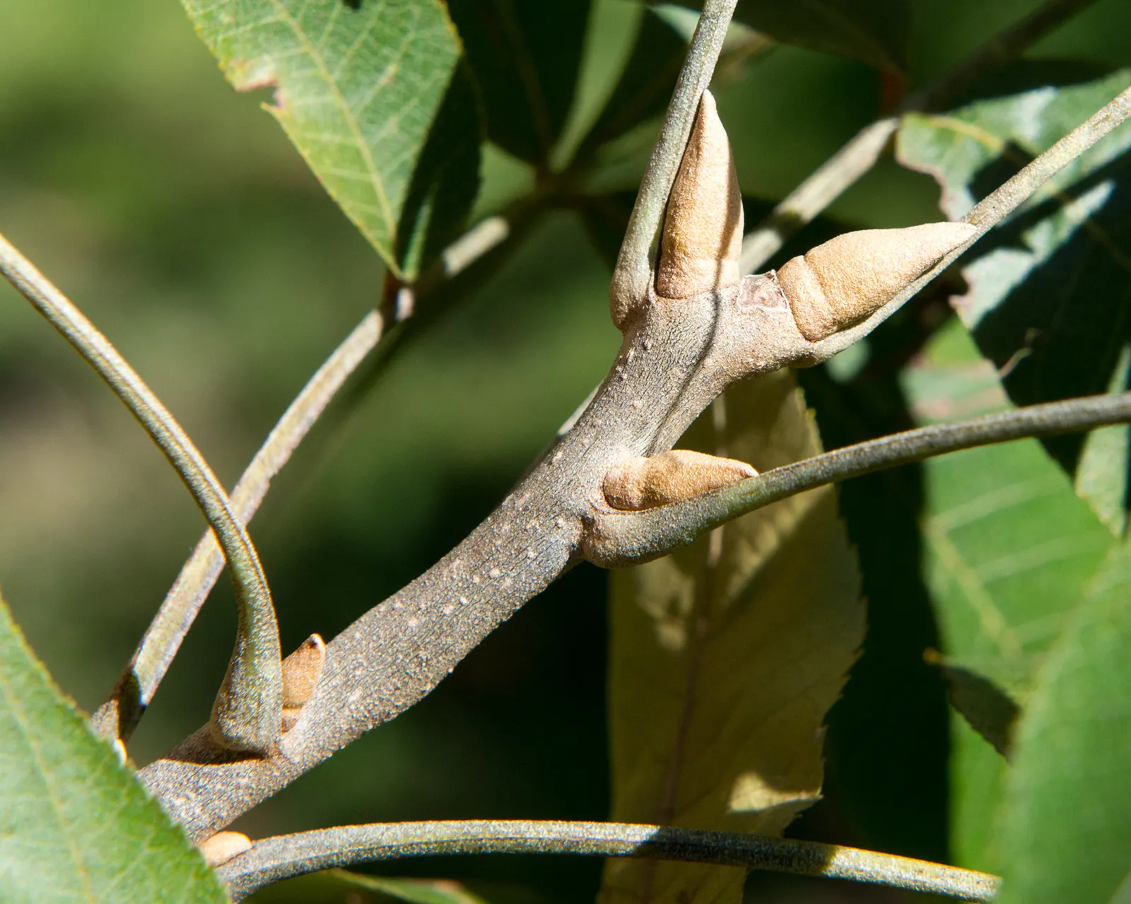 Bigleaf Magnolia (Magnolia Macrophylla) — and while it enjoys full sun to part shade