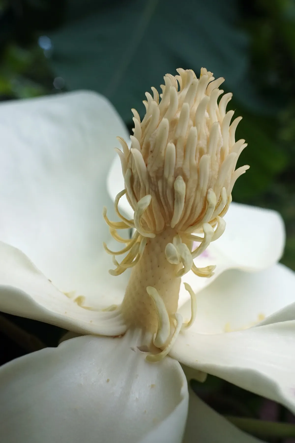 Bigleaf Magnolia (Magnolia Macrophylla) — These blossoms can be as large as 8 to 14 inches across, further contributing to the tree's dramatic flair