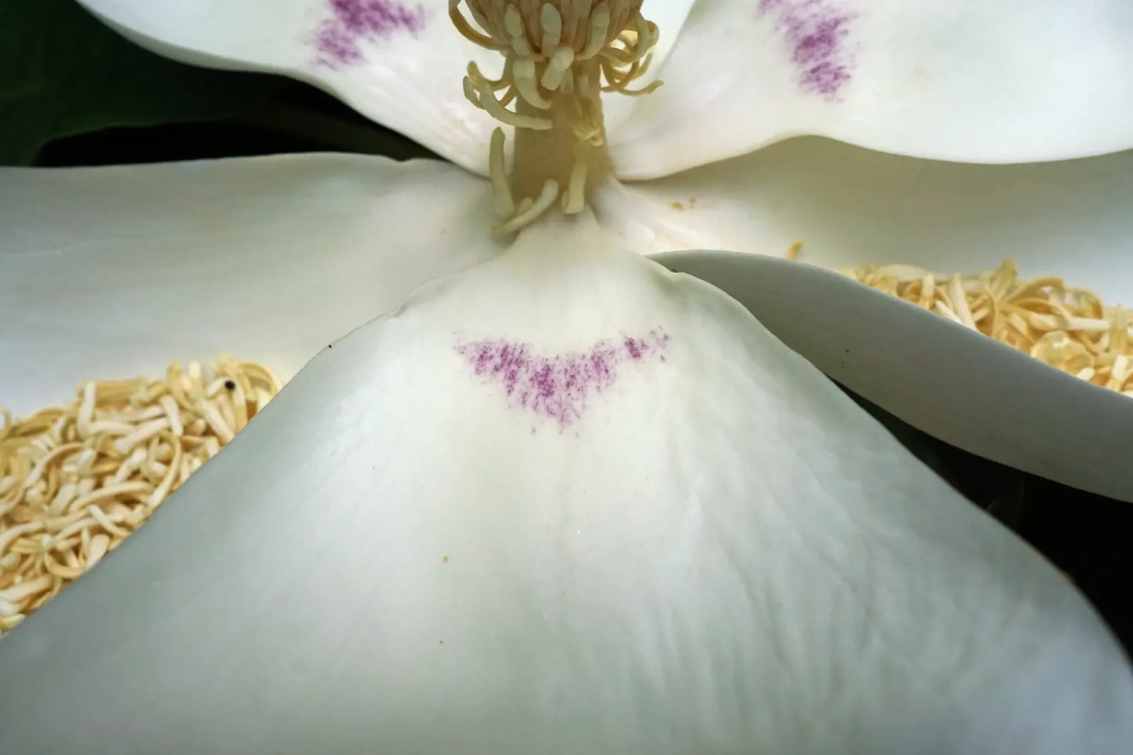 Bigleaf Magnolia (Magnolia Macrophylla) — This deciduous tree reaches heights of 30-40 feet with a spread of 20-30 feet