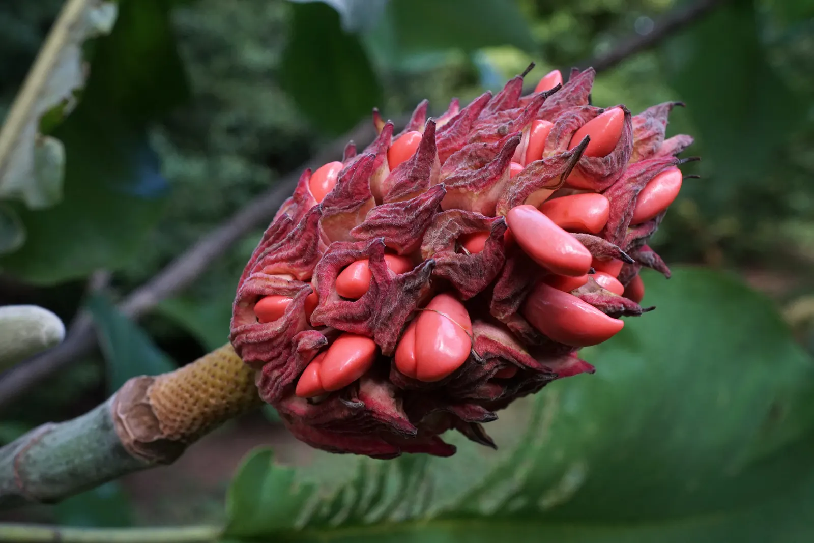 Bigleaf Magnolia (Magnolia Macrophylla) — the Bigleaf Magnolia can reach a height of 30 to 40 feet with a canopy spread of 15 to 30 feet; its, image 87