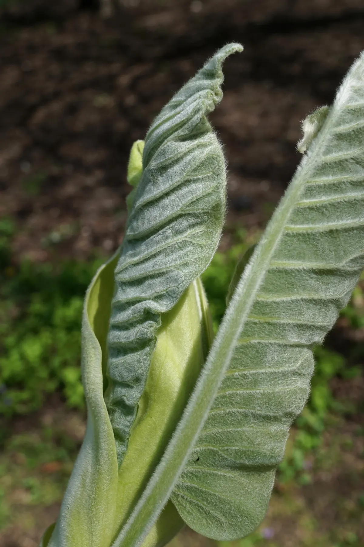 Bigleaf Magnolia (Magnolia Macrophylla) — coupled with its extraordinary leaves and flowers; the Bigleaf Magnolia prefers well-drained, image 68