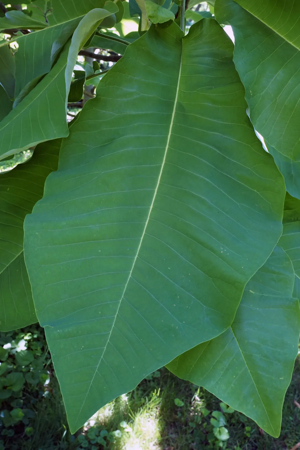 Bigleaf Magnolia (Magnolia Macrophylla) — Native to the southeastern United States; reaching an impressive 20 to 30 inches in length and up to 12, image 57