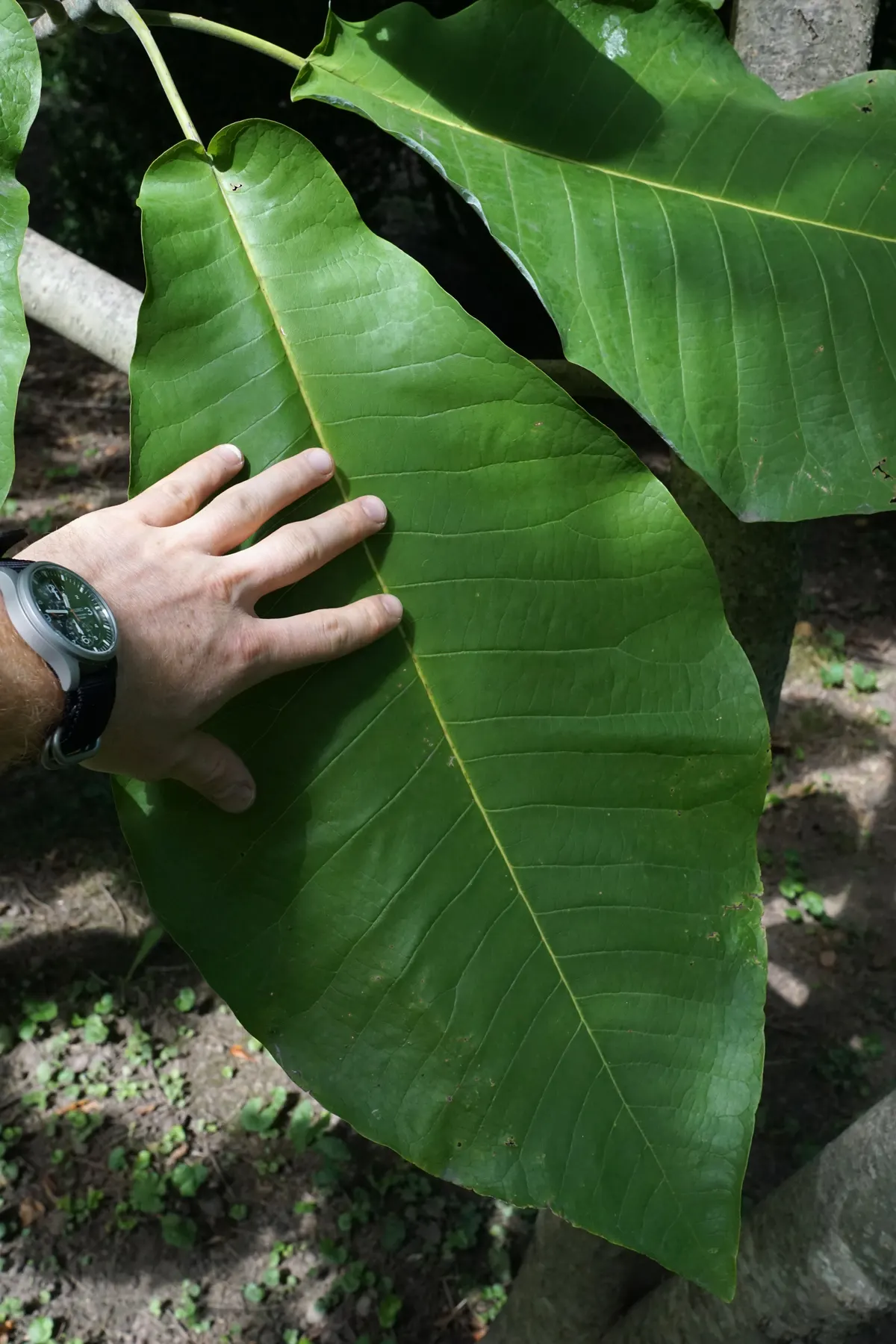 Bigleaf Magnolia (Magnolia Macrophylla) — Magnolia macrophylla adds an unparalleled texture and visual interest to your garden