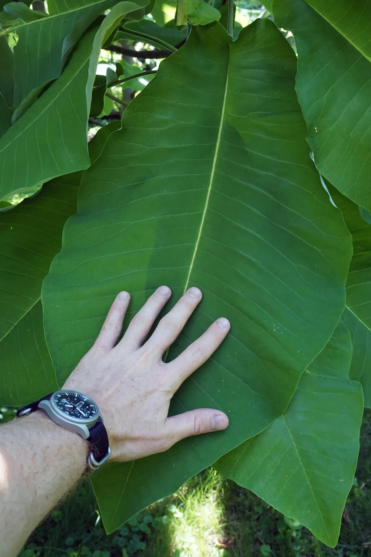 Bigleaf Magnolia (Magnolia Macrophylla) — monumental in its presence; which are among the largest of any temperate tree species, image 50