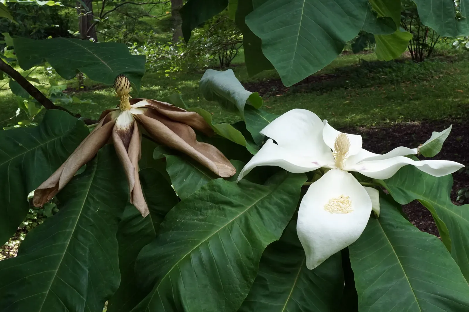 Bigleaf Magnolia (Magnolia Macrophylla) — The Bigleaf Magnolia prefers well-drained