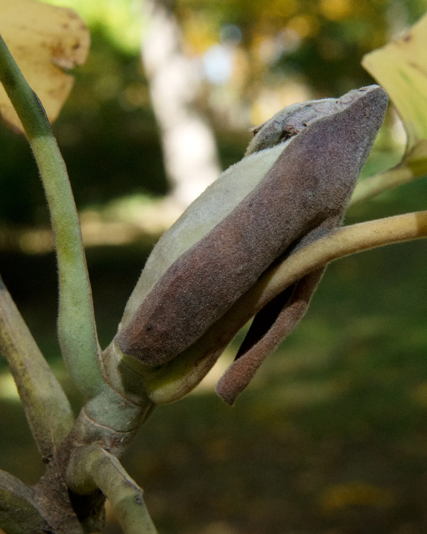 Bigleaf Magnolia (Magnolia Macrophylla) — The immense leaves lend a bold; and it requires a considerable amount of space to thrive