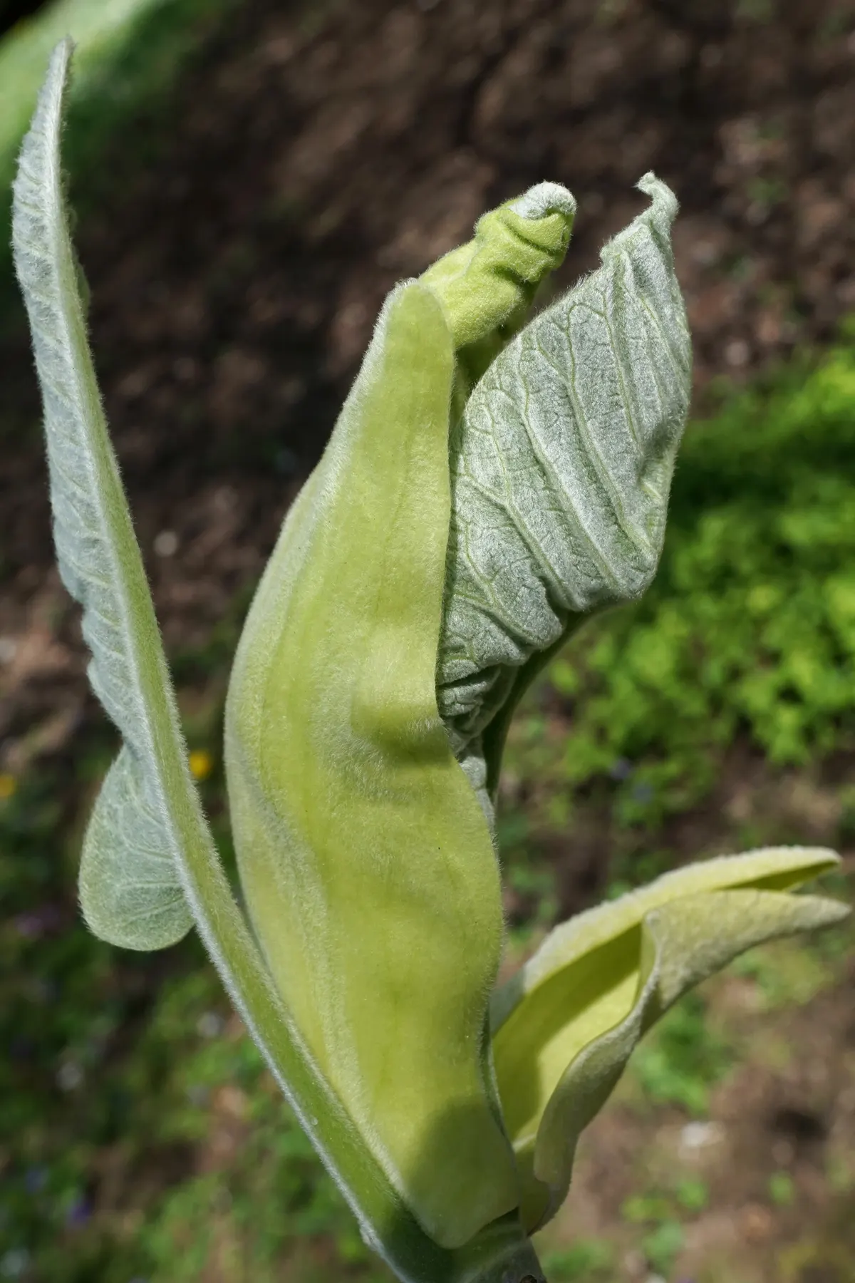 Bigleaf Magnolia (Magnolia Macrophylla) — yellow flowers in the garden; the Bigleaf Magnolia (Magnolia macrophylla) is a striking specimen, image 70