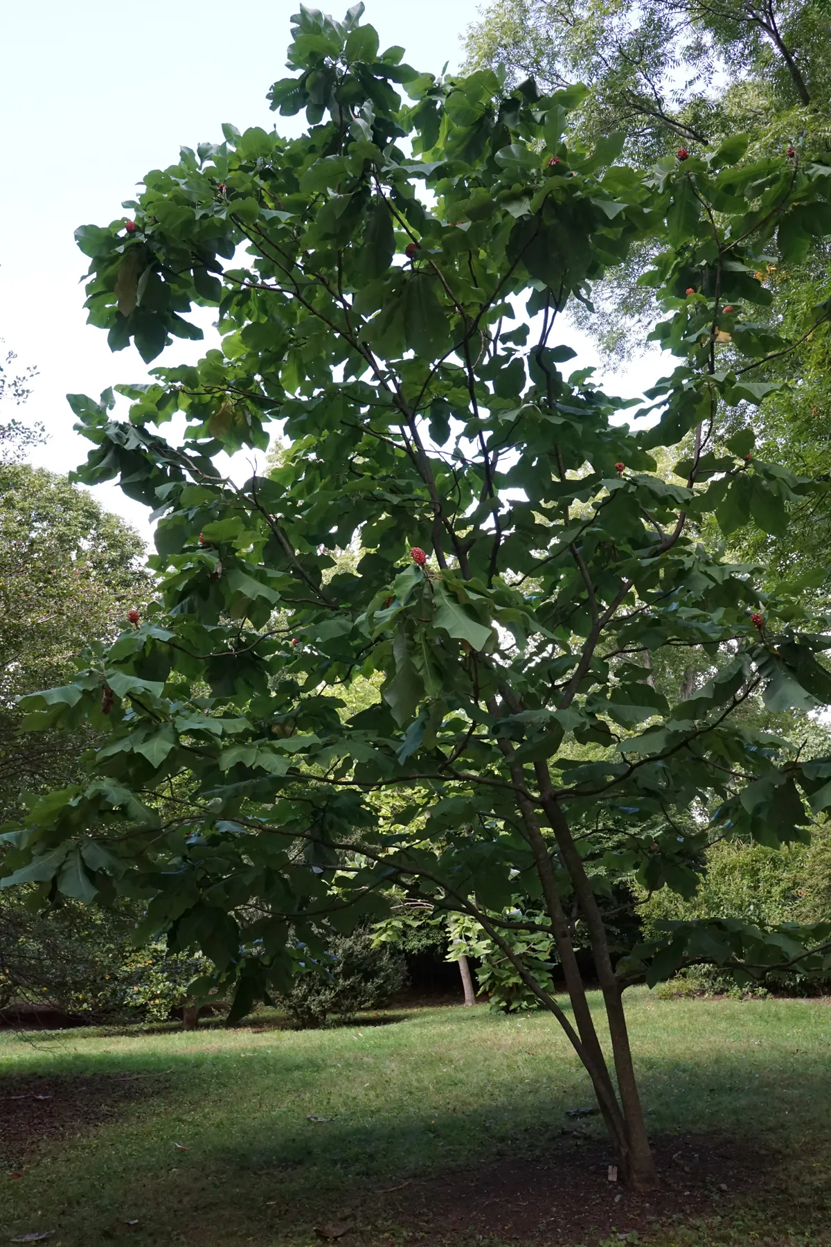 Bigleaf Magnolia (Magnolia Macrophylla) — Its striking foliage and summer blooms make it a focal point in large gardens and landscape designs