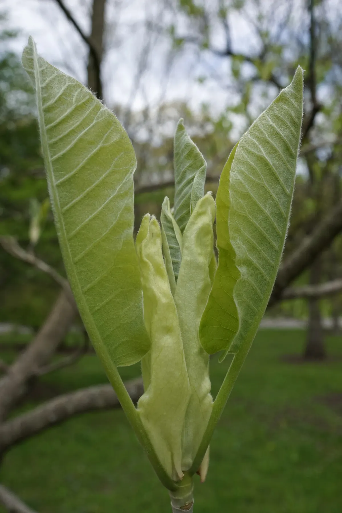 Bigleaf Magnolia (Magnolia Macrophylla) — fragrant white blossoms spanning 8-10 inches across; and while it enjoys full sun to part shade, image 75