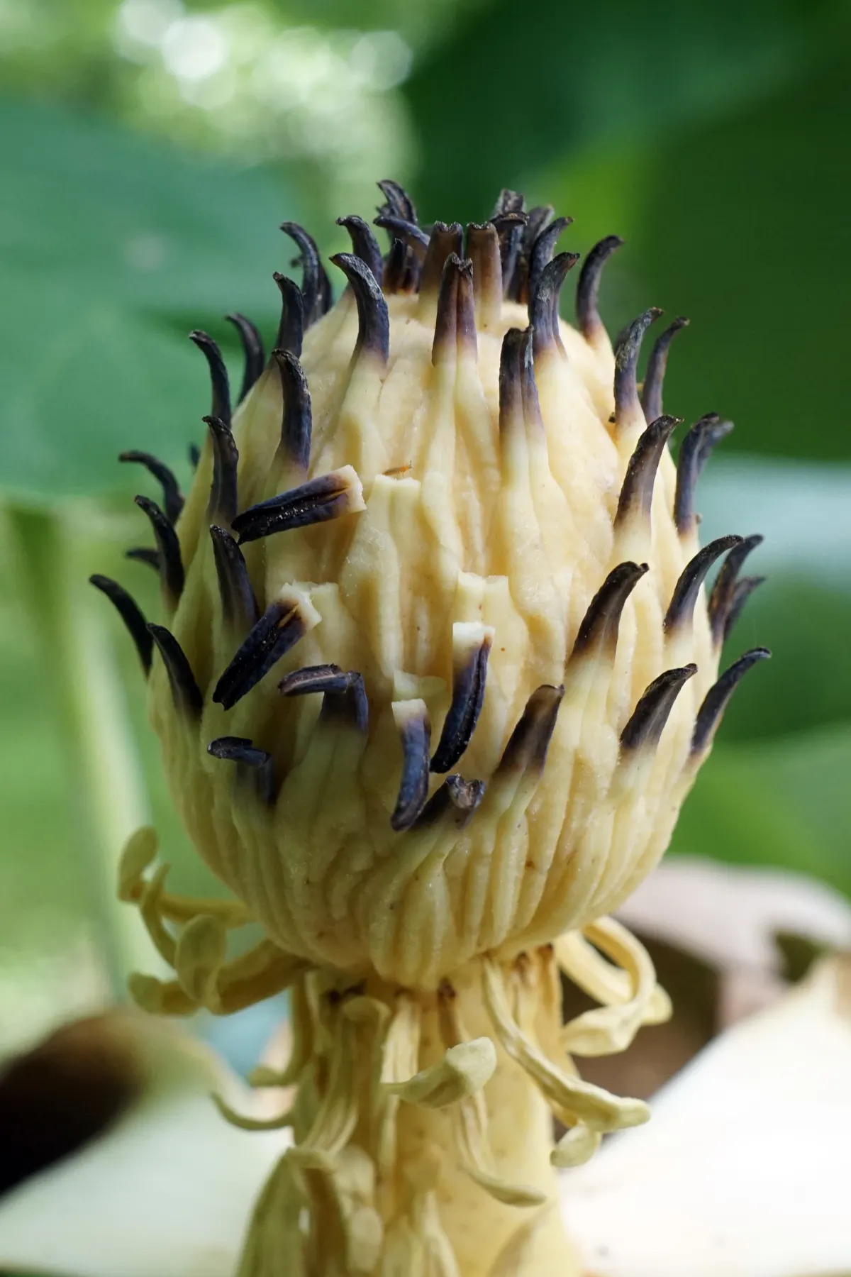 Bigleaf Magnolia (Magnolia Macrophylla) — this deciduous tree is acclaimed for its massive; magnolia macrophylla adds an unparalleled texture and visual