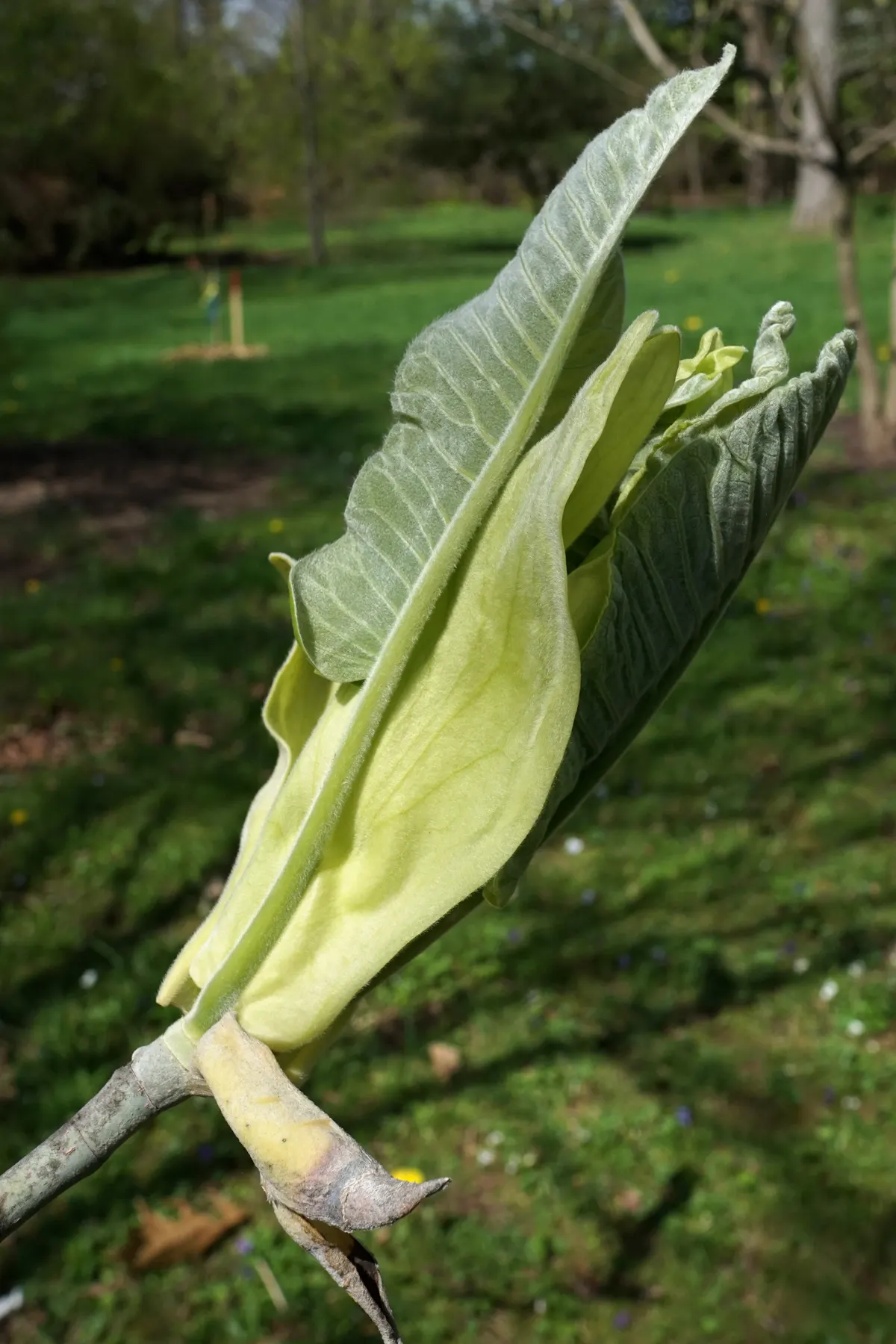 Bigleaf Magnolia (Magnolia Macrophylla) — Prefers moist, well-drained soil in part shade; well-suited for a focal point in a spacious landscape, image 77