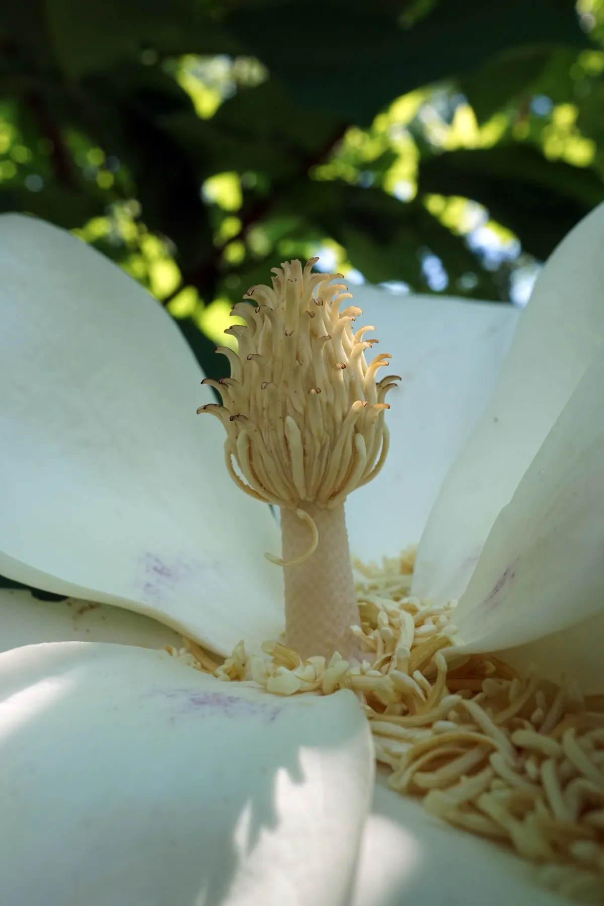 Bigleaf Magnolia (Magnolia Macrophylla) — The immense leaves lend a bold; and it requires a considerable amount of space to thrive, image 85