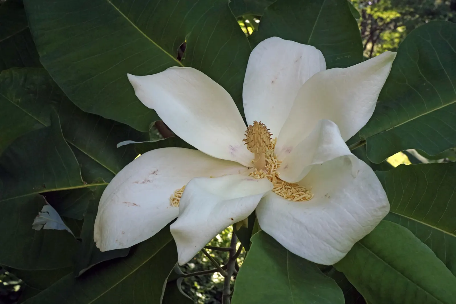 Bigleaf Magnolia (Magnolia Macrophylla) — make it an ideal choice for clients seeking a dramatic and unique landscape element; shrub / tree for, image 69