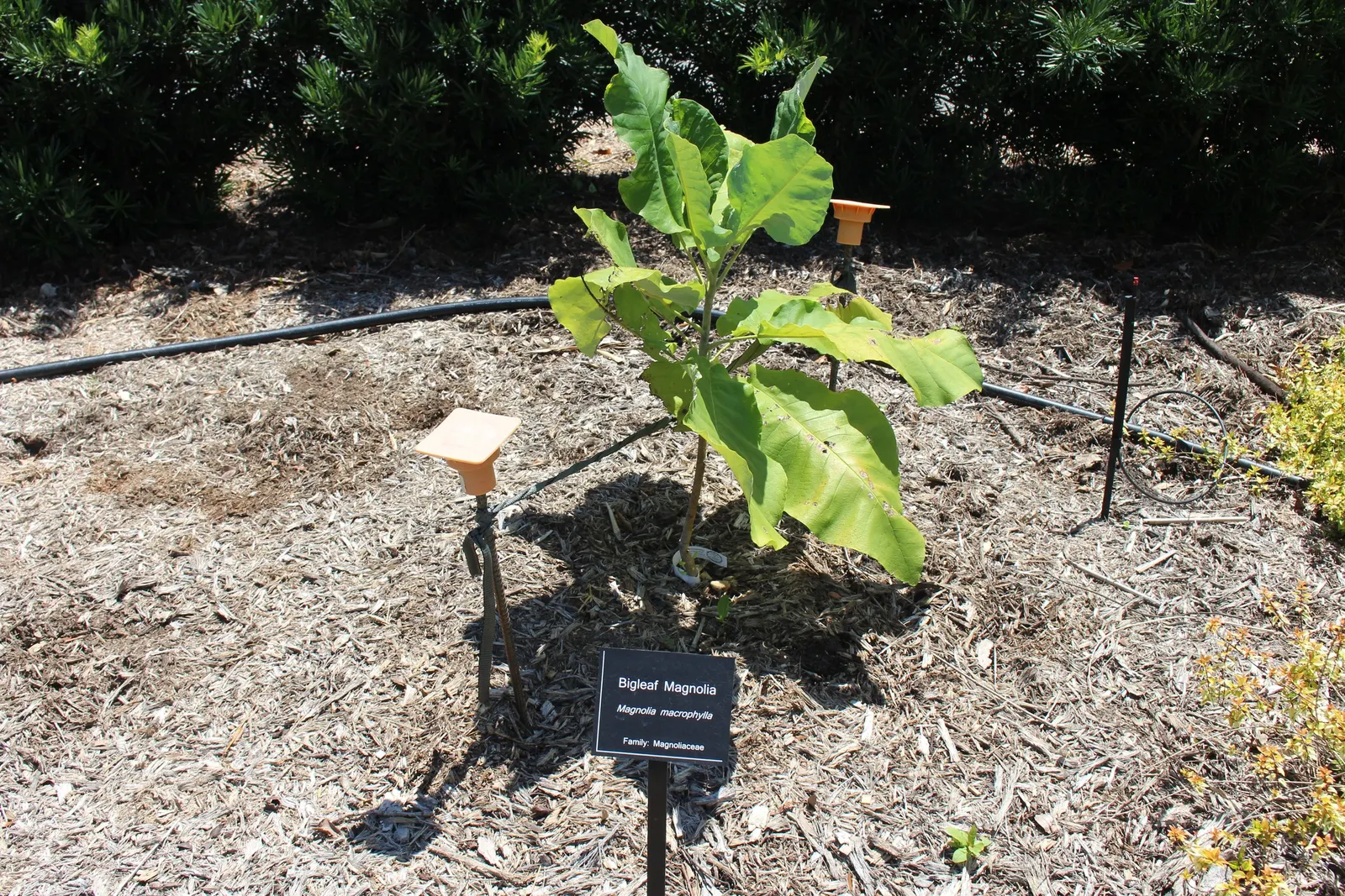 Bigleaf Magnolia (Magnolia Macrophylla) — Prefers moist, well-drained soil in part shade; well-suited for a focal point in a spacious landscape design