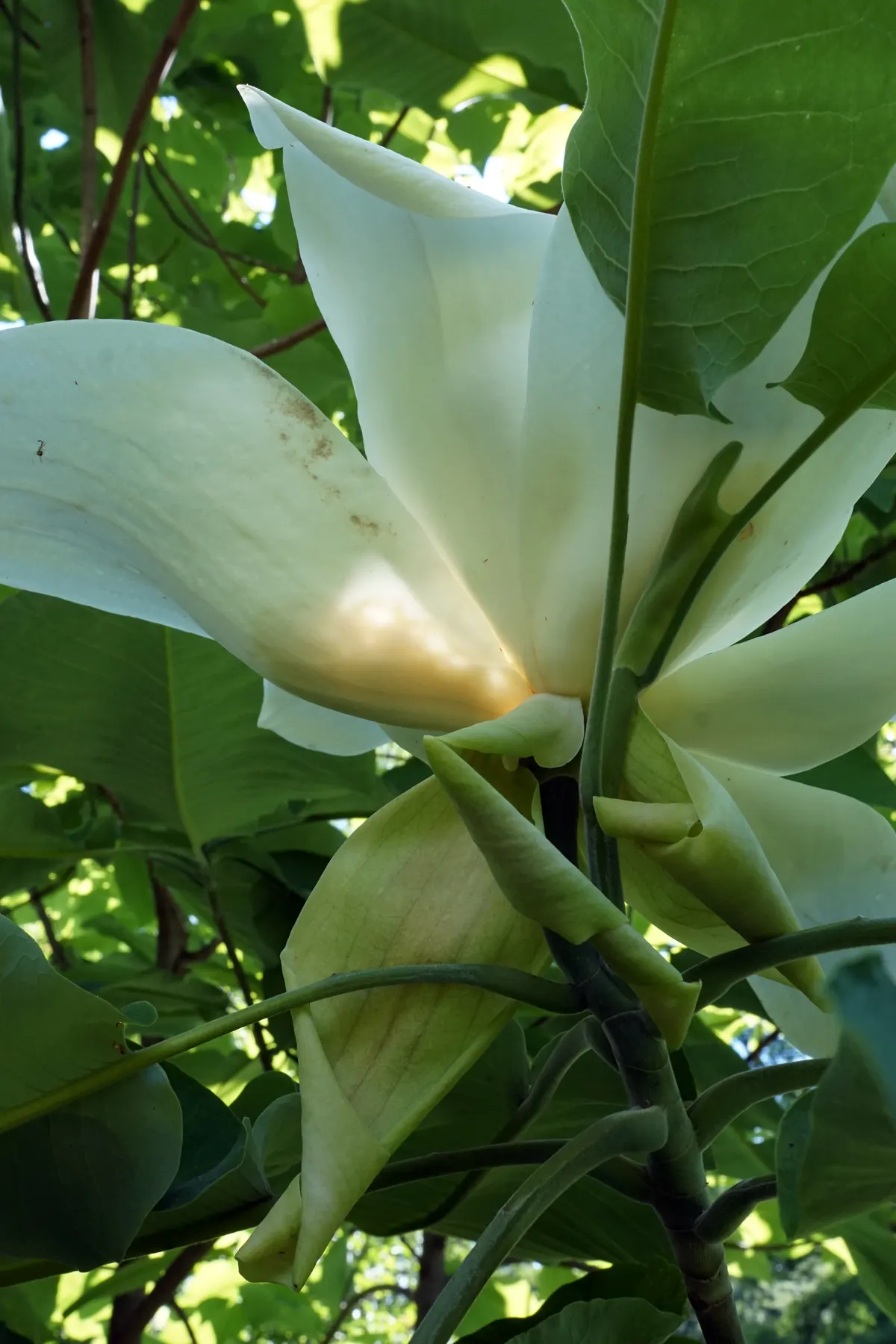 Bigleaf Magnolia (Magnolia Macrophylla) — this deciduous tree is acclaimed for its massive