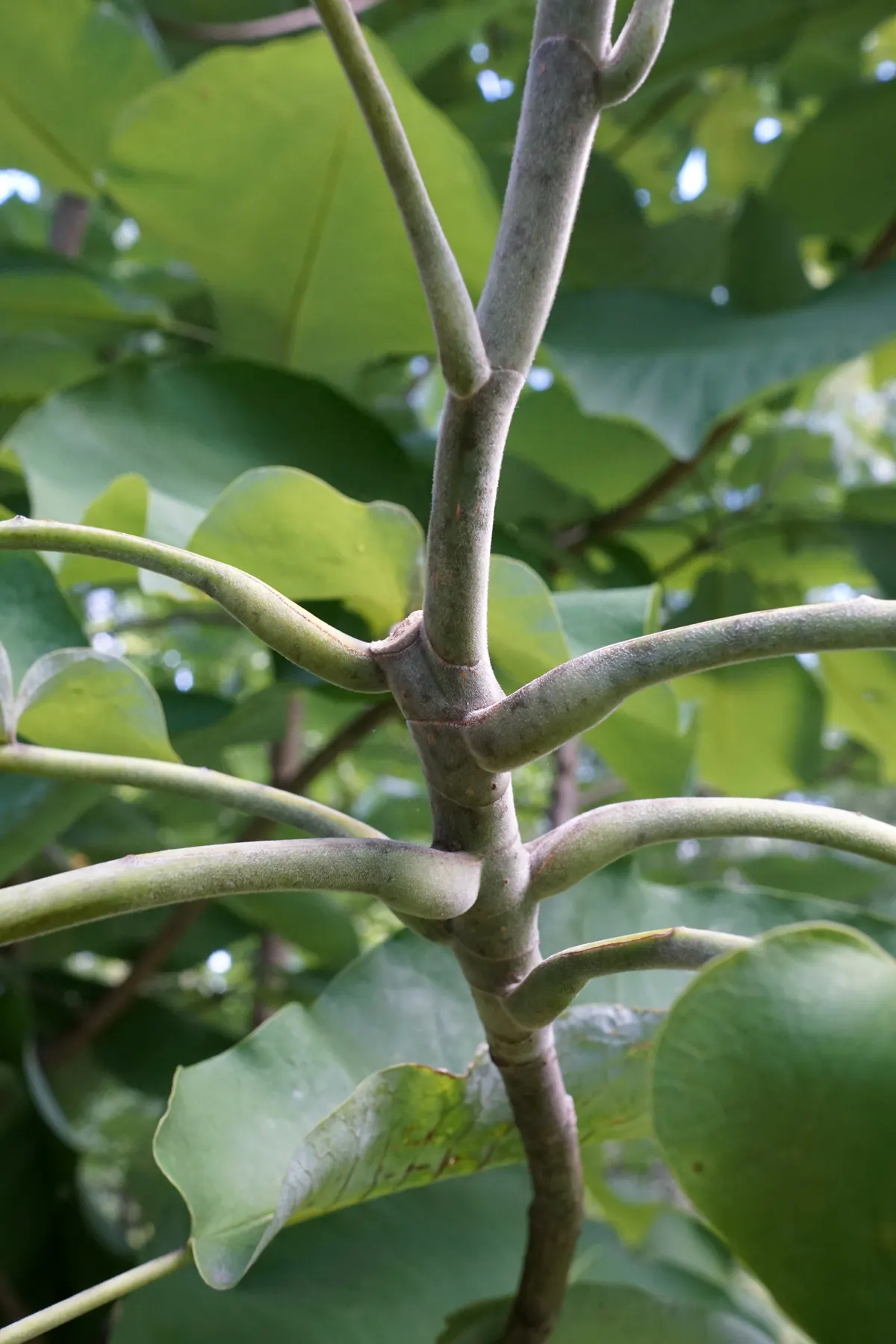 Bigleaf Magnolia (Magnolia Macrophylla) — fragrant white blossoms spanning 8-10 inches across; and while it enjoys full sun to part shade