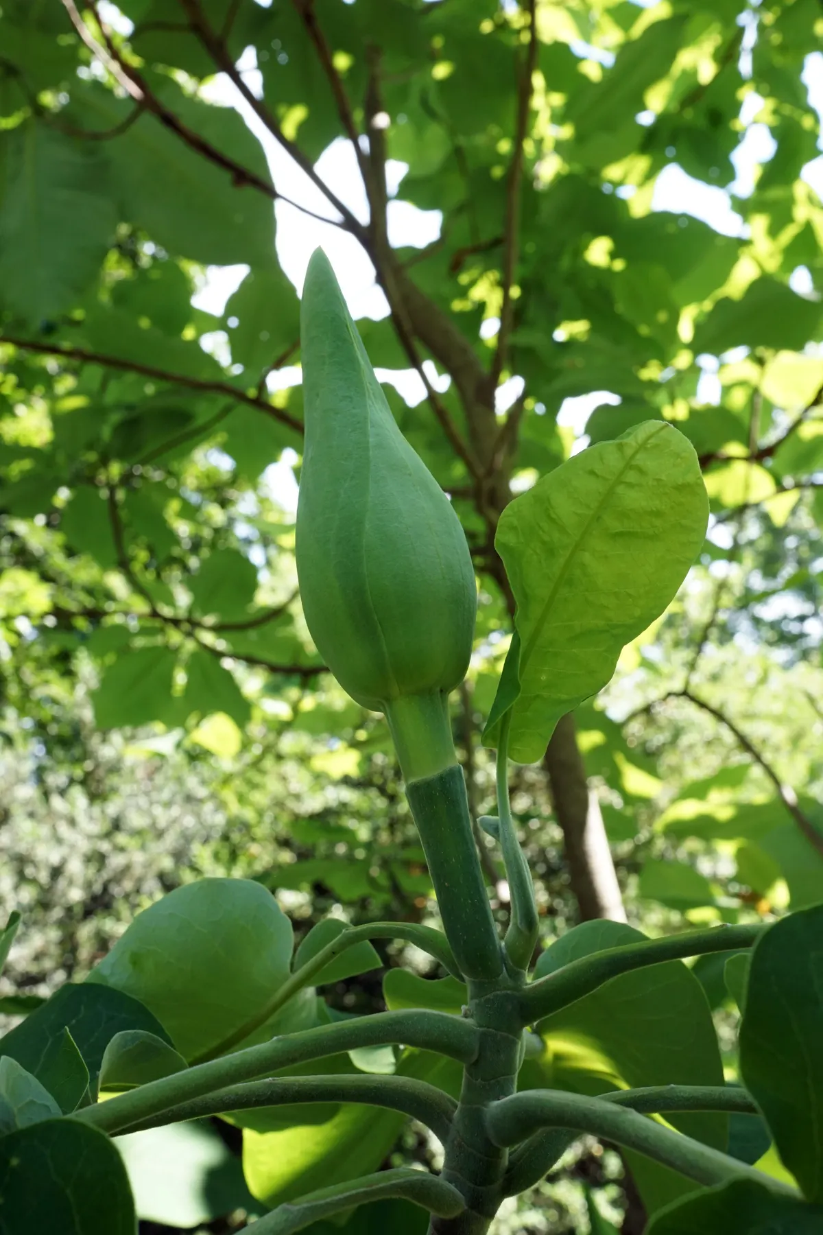 Bigleaf Magnolia (Magnolia Macrophylla) — shrub / tree for full or half; make it an ideal choice for clients seeking a dramatic and unique, image 72
