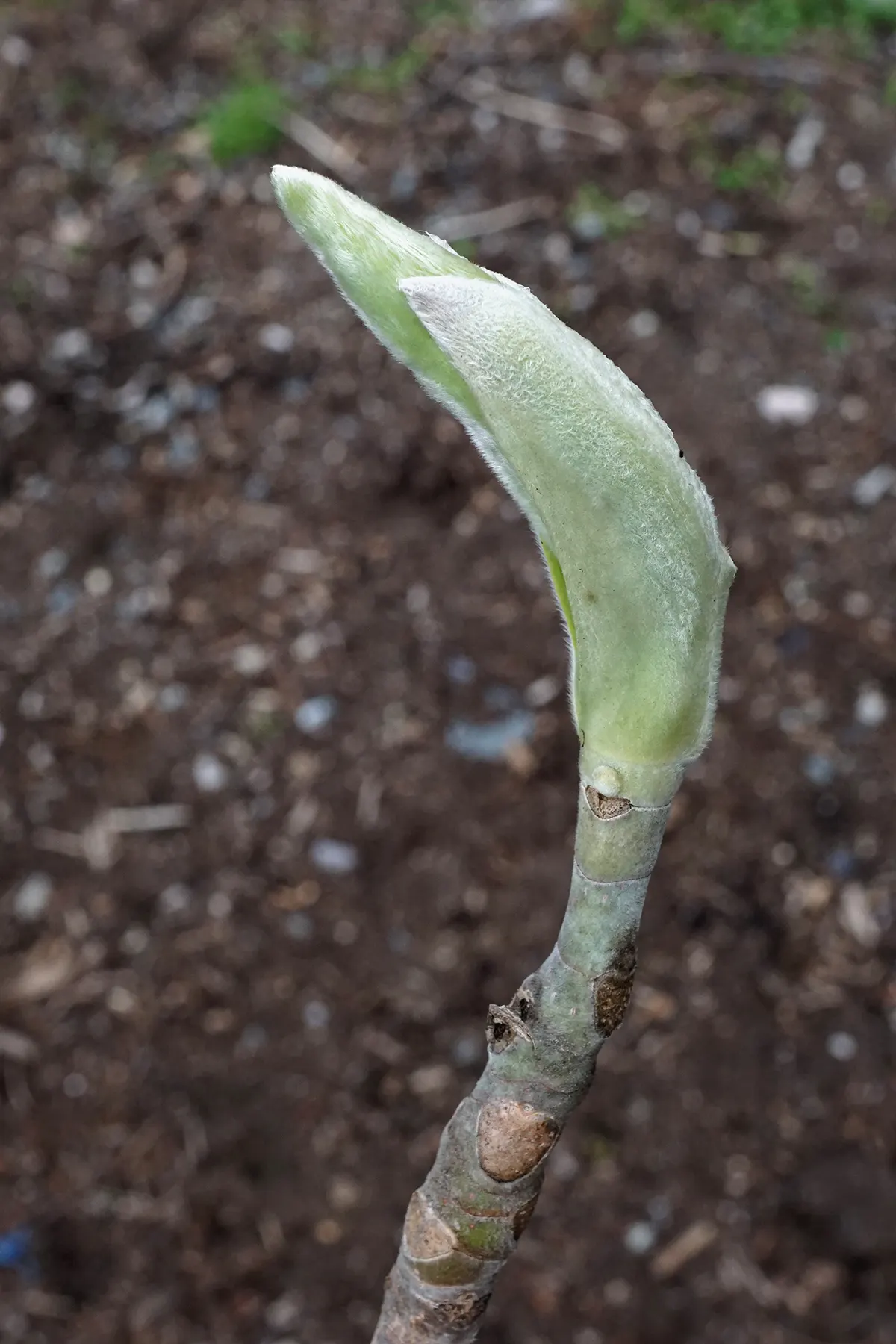 Bigleaf Magnolia (Magnolia Macrophylla) — This deciduous tree reaches heights of 30-40 feet with a spread of 20-30 feet; bigleaf Magnolia (Magnolia, image 76