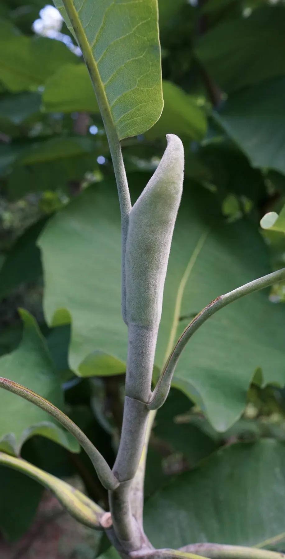 Bigleaf Magnolia (Magnolia Macrophylla) — reaching an impressive 20 to 30 inches in length and up to 12 inches wide; native to the southeastern United States