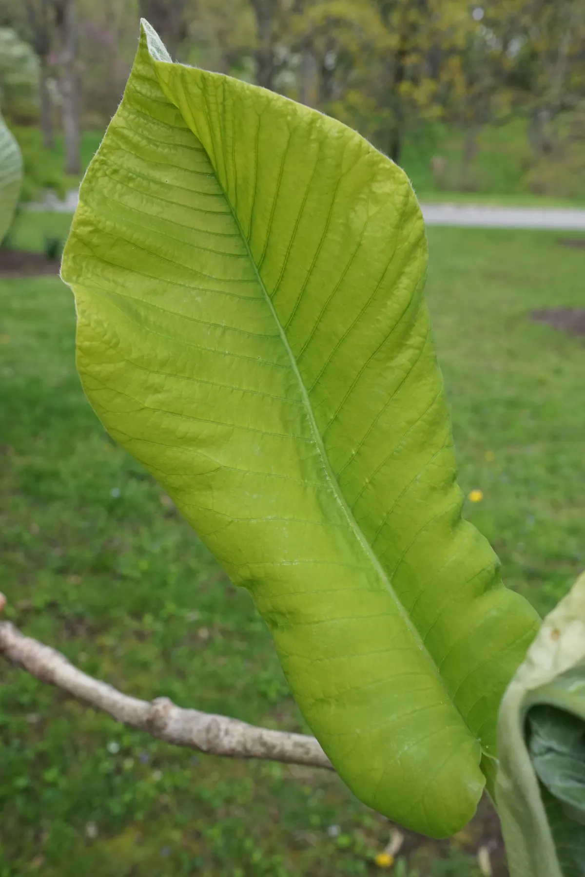 Bigleaf Magnolia (Magnolia Macrophylla) — The immense leaves lend a bold; and it requires a considerable amount of space to thrive, image 61