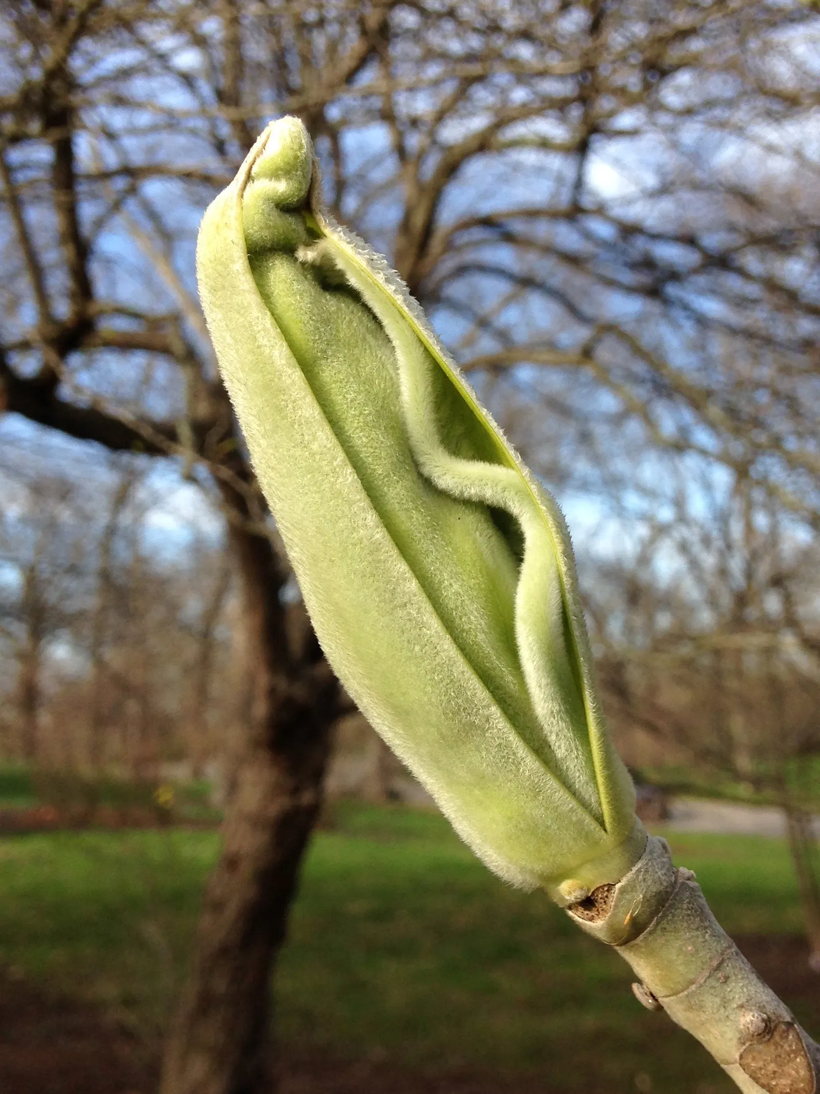 Bigleaf Magnolia (Magnolia Macrophylla) — Magnolia macrophylla adds an unparalleled texture and visual interest to your garden; this deciduous tree is