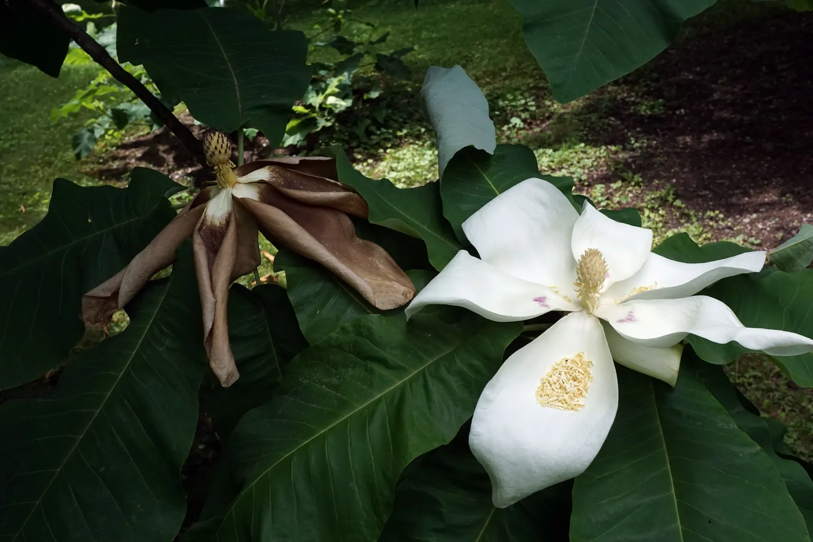Bigleaf Magnolia (Magnolia Macrophylla) — coupled with its extraordinary leaves and flowers; the Bigleaf Magnolia prefers well-drained