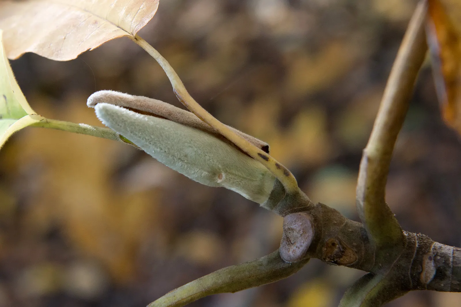 Bigleaf Magnolia (Magnolia Macrophylla) — which are among the largest of any temperate tree species; monumental in its presence, image 83