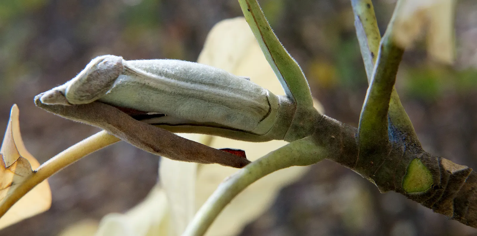 Bigleaf Magnolia (Magnolia Macrophylla) — The Bigleaf Magnolia (Magnolia macrophylla) is a striking specimen