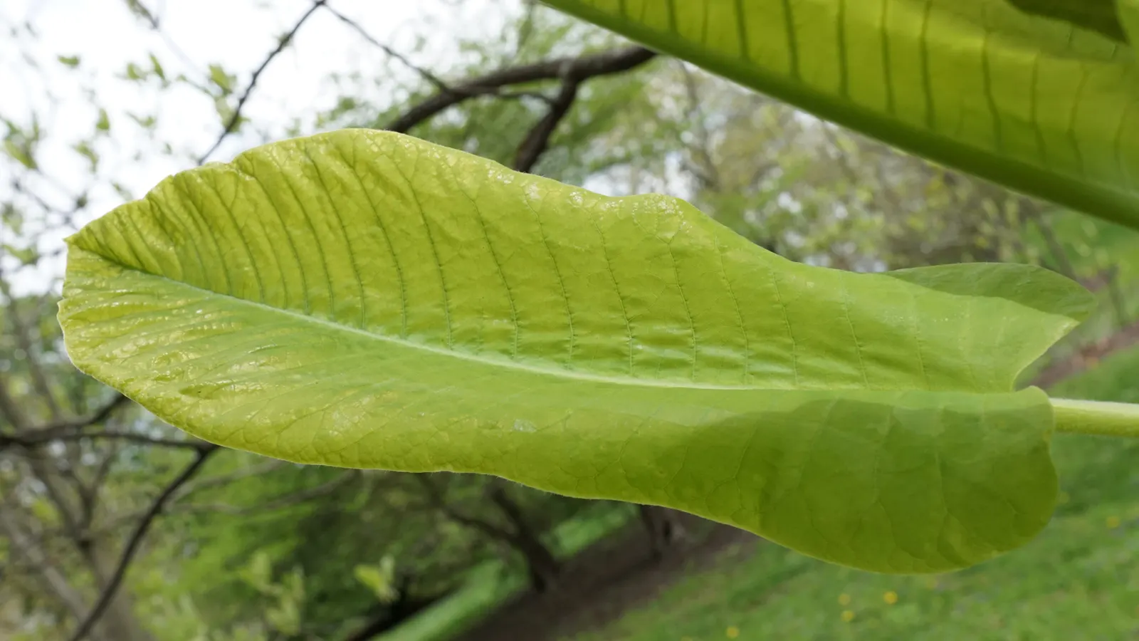 Bigleaf Magnolia (Magnolia Macrophylla) — this deciduous tree is acclaimed for its massive; magnolia macrophylla adds an unparalleled texture and, image 58