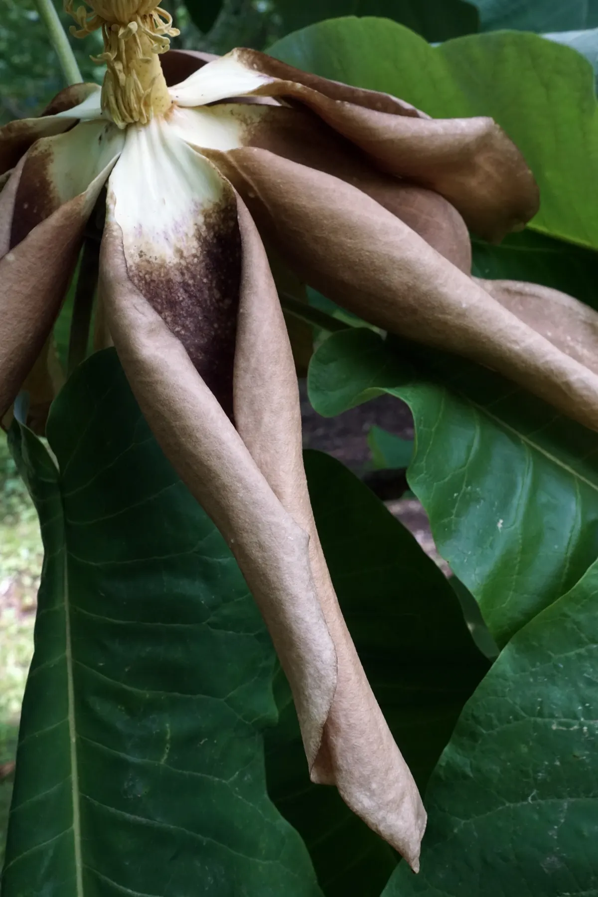 Bigleaf Magnolia (Magnolia Macrophylla) — Bigleaf Magnolia (Magnolia macrophylla)